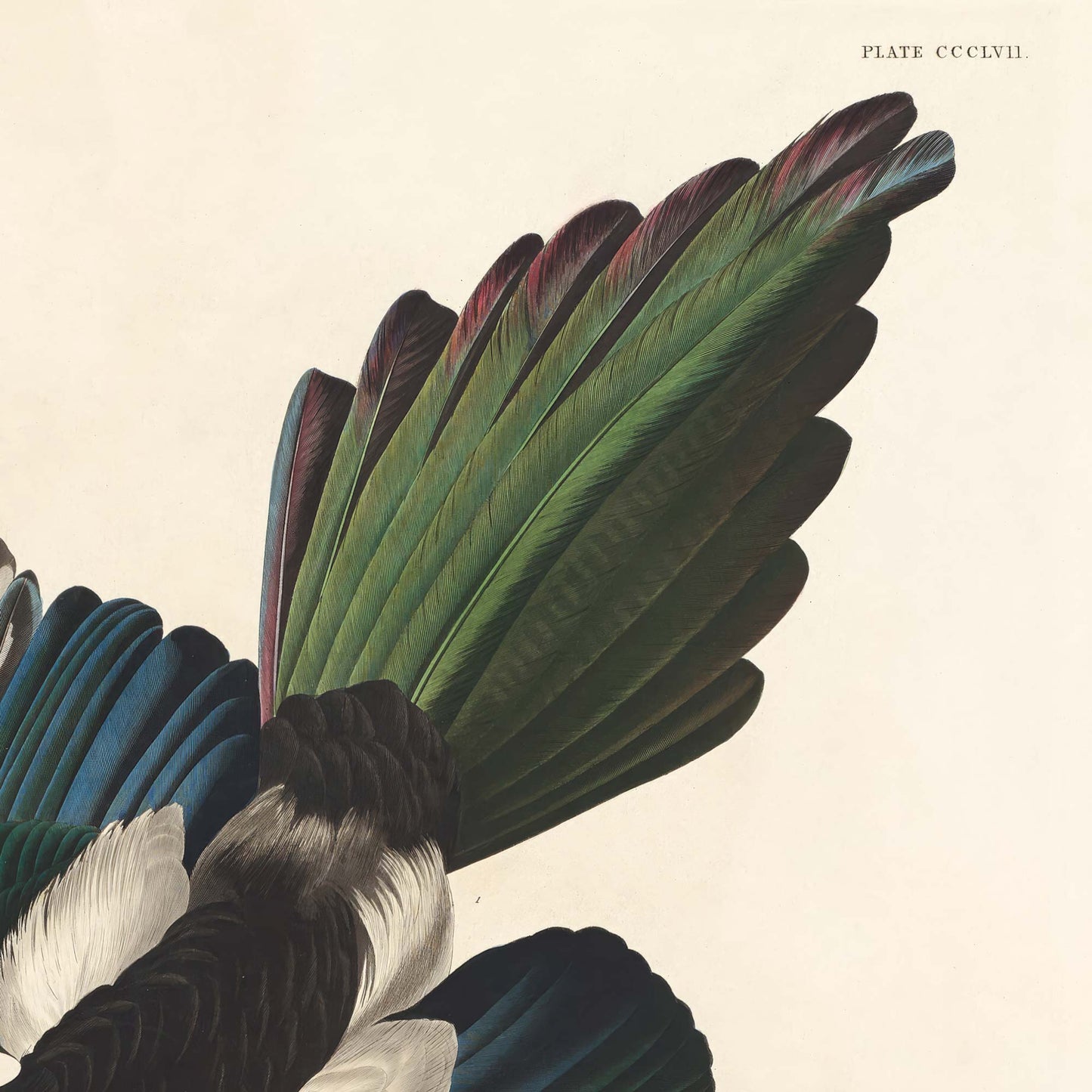 Detail of the American magpie's fanned tail feathers in shifting iridescent green, teal, and burgundy — from Audubon's antique American Magpie plate.