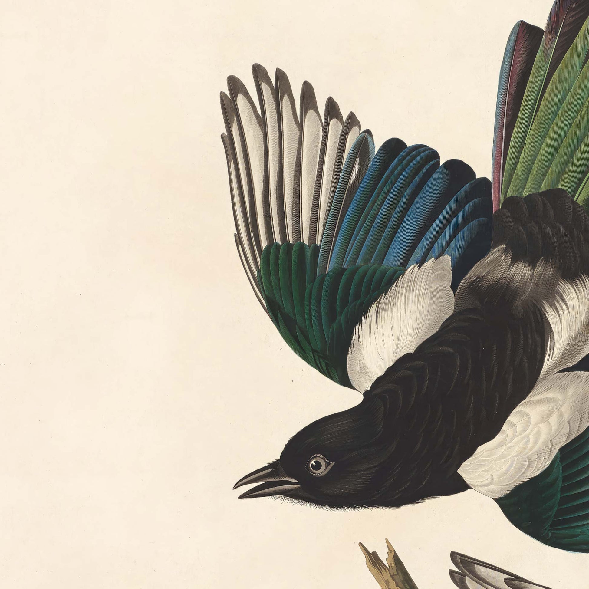 Detail of an American magpie caught mid-flight, wings spread wide to reveal barred grey, blue, and green feathers over glossy black plumage — from Audubon's antique American Magpie plate.