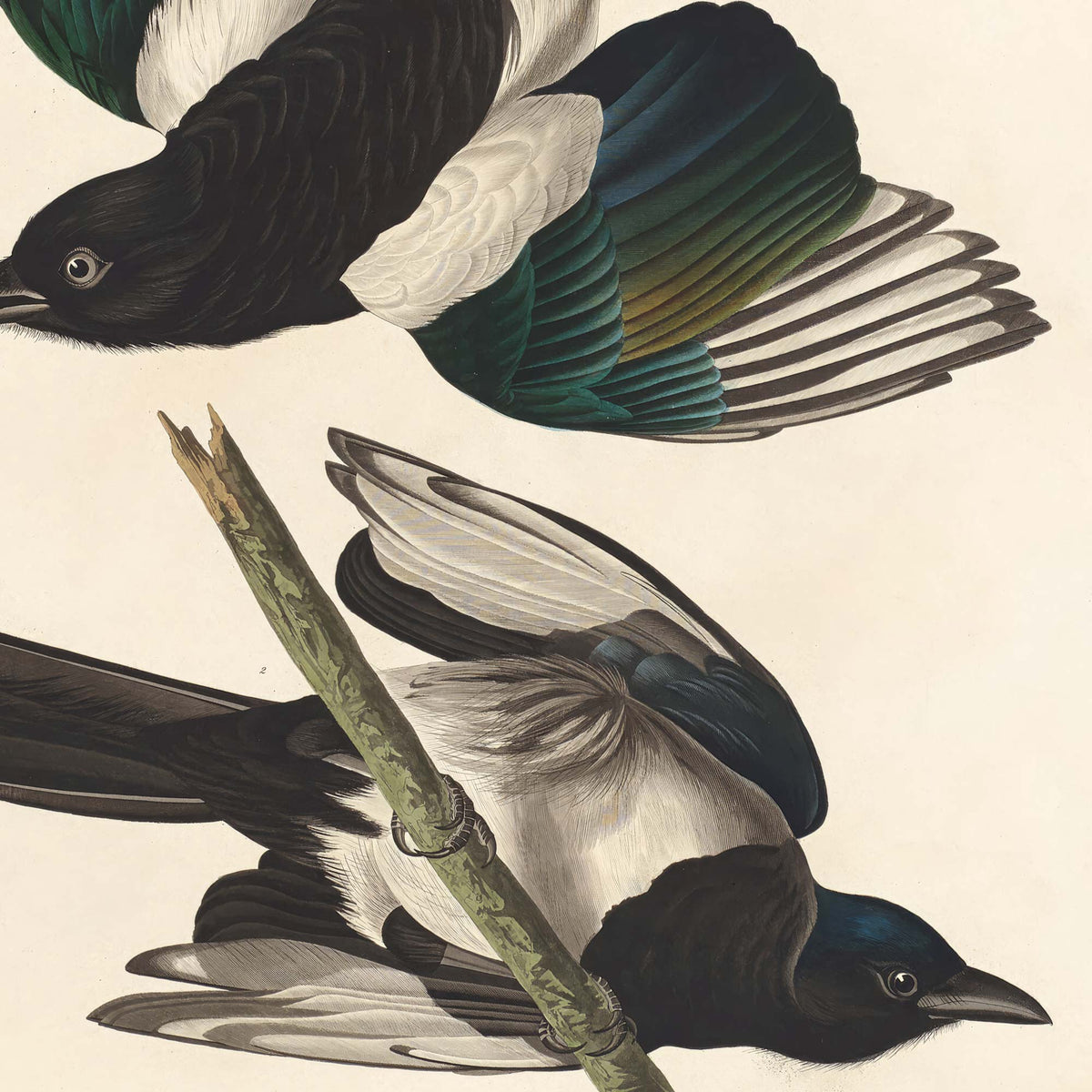 Detail of both American magpies together — the upper bird's iridescent teal and gold tail feathers meeting the lower bird's soft white plumage and dark head — from Audubon's antique American Magpie plate.