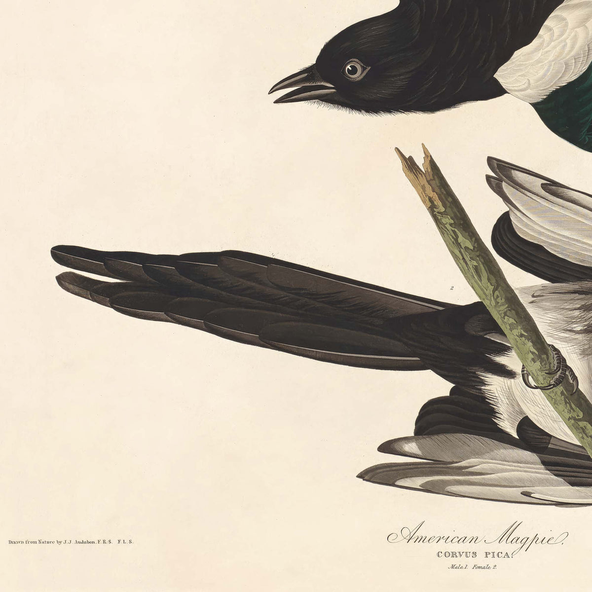 Detail of an American magpie's glossy black head with pale-ringed eye and open bill, alongside deep-brown wing feathers — from Audubon's antique American Magpie plate.
