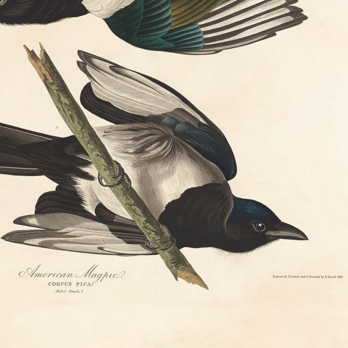 Detail of an American magpie perched on a slender green branch with its long tapered tail and iridescent blue-black head — from Audubon's antique American Magpie plate.