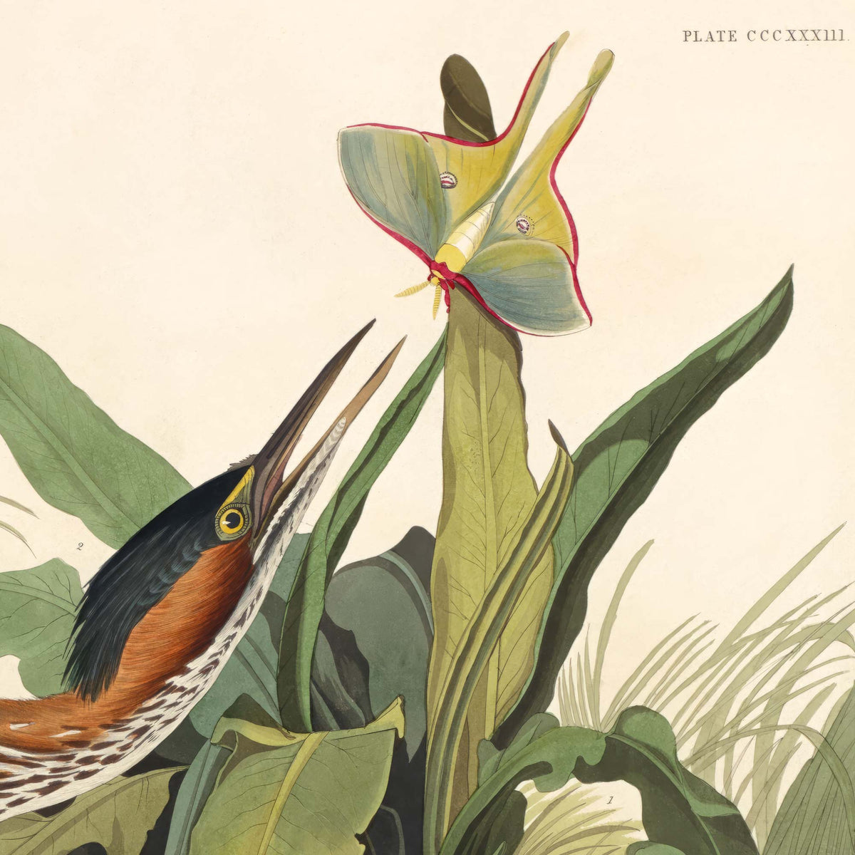 Close-up detail of an antique green heron standing tall with slate-blue wings raised, black cap, and chestnut breast among wetland reeds — from Audubon's Birds of America.