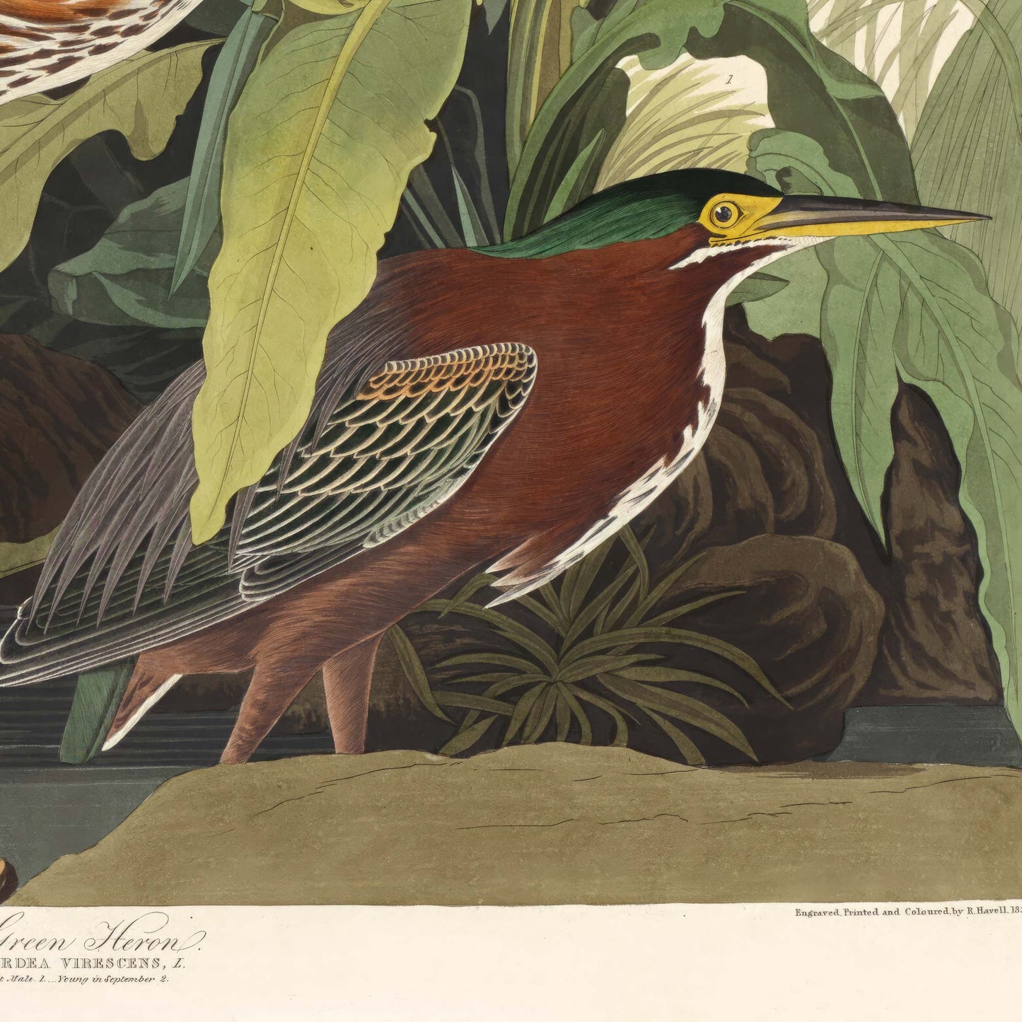 Close-up detail of a crouched green heron with rich chestnut plumage and white throat streaks, tucked among broad green leaves — from Audubon's Birds of America.