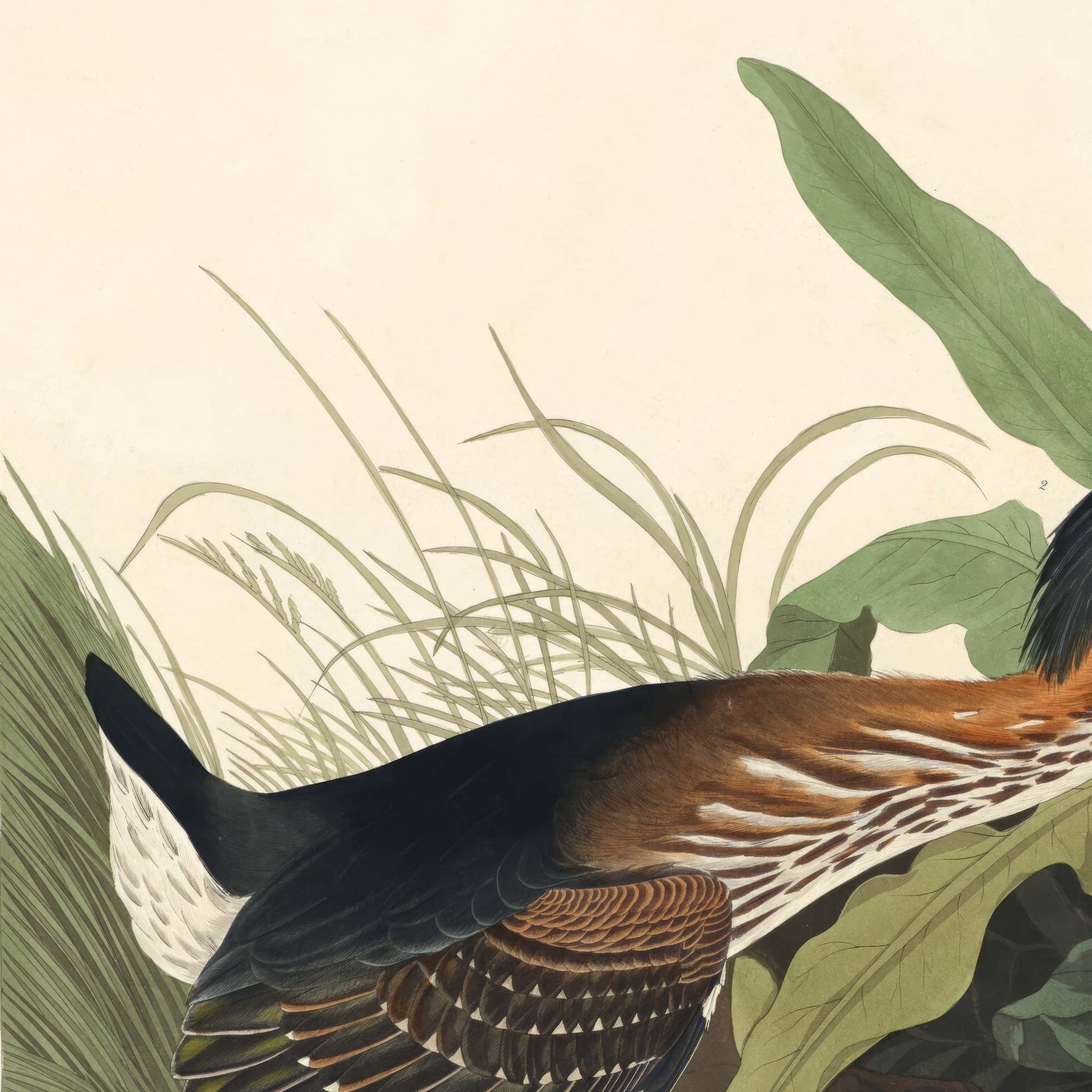 Close-up detail of a pale green luna moth resting on foliage overhead — from Audubon's Birds of America Green Heron plate.