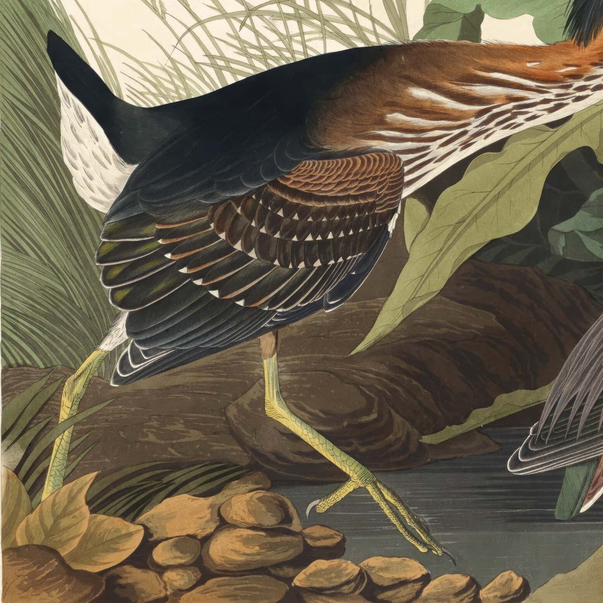 Close-up detail of the lush wetland foliage — arrowhead leaves, cattails, and stream-side stones surrounding the herons — from Audubon's Birds of America.
