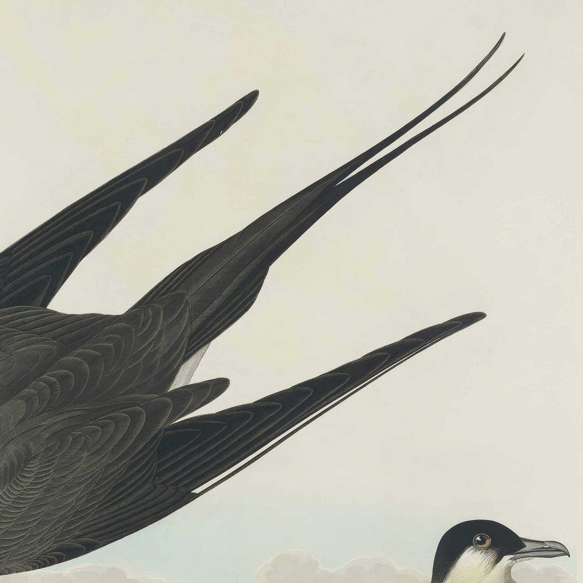 Detail of the dark wings and long forked tail streamers of the jaeger in flight, with the black-capped head of the perched bird visible below.