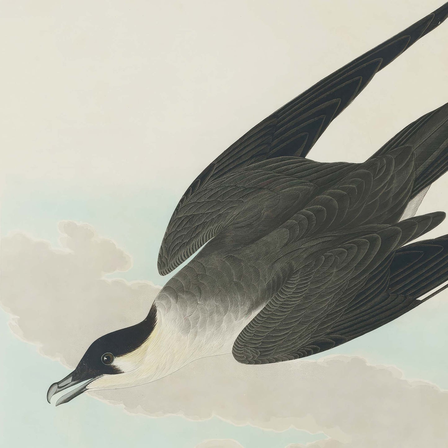 Close-up of the arctic jaeger in flight showing dark grey-brown plumage, black cap, white throat, and open beak against a pale sky with soft clouds.