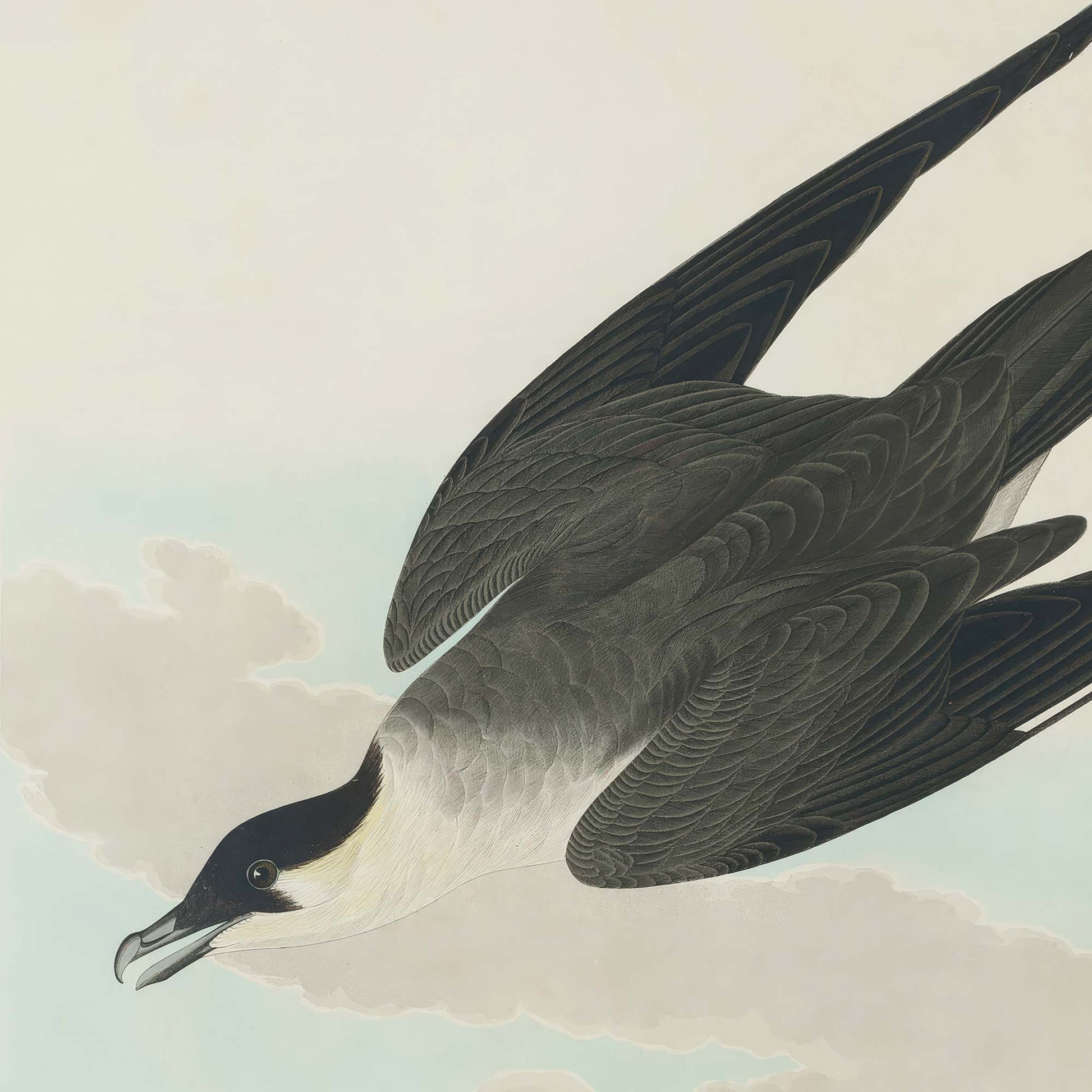 Close-up of the arctic jaeger in flight showing dark grey-brown plumage, black cap, white throat, and open beak against a pale sky with soft clouds.