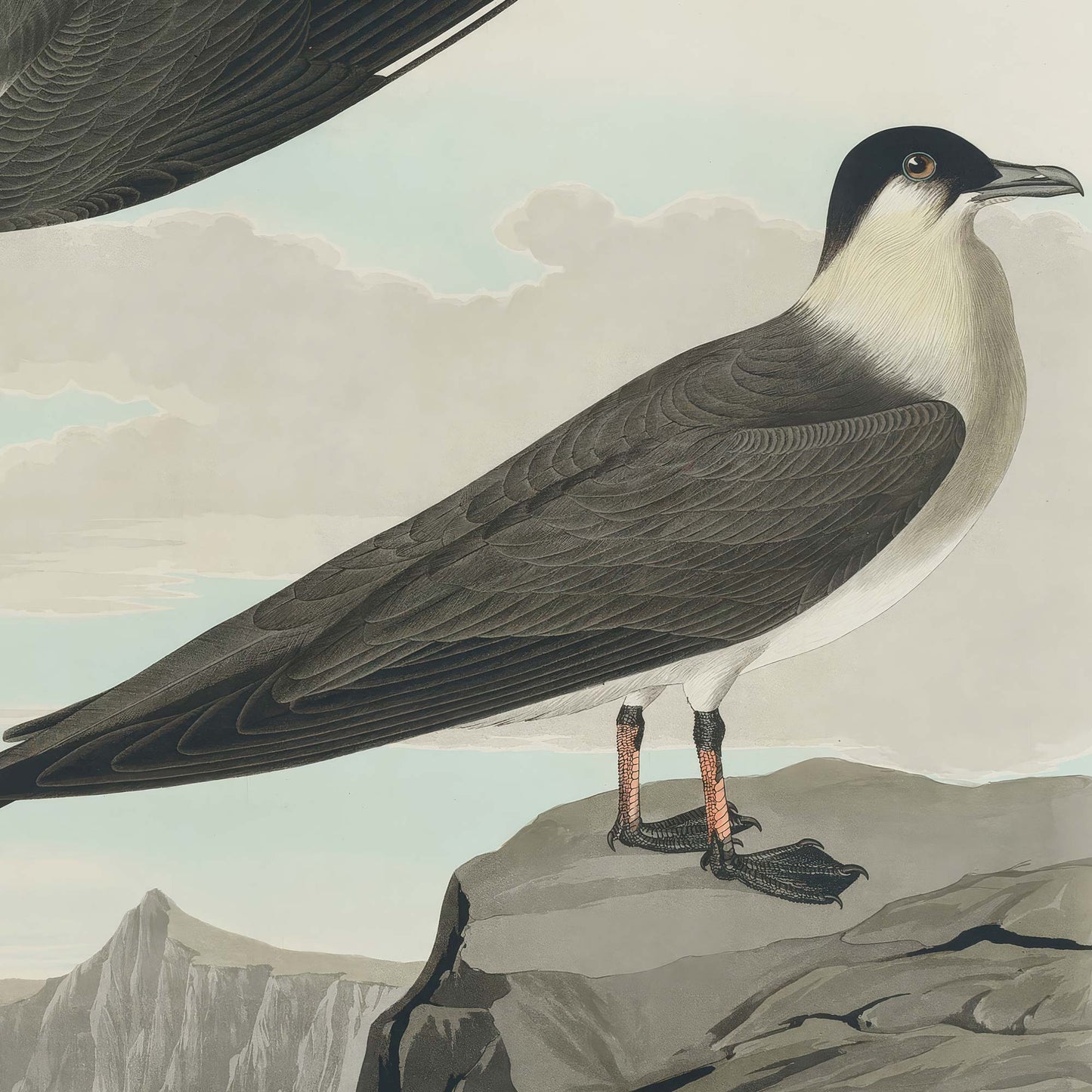 Detail of the perched arctic jaeger standing on grey coastal rocks, showing its dark grey back, white breast, black cap, and webbed feet, with distant mountains and sea.