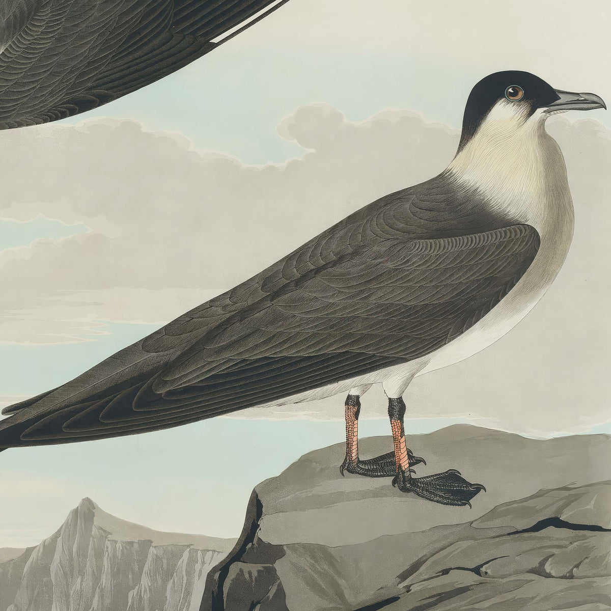 Detail of the perched arctic jaeger standing on grey coastal rocks, showing its dark grey back, white breast, black cap, and webbed feet, with distant mountains and sea.