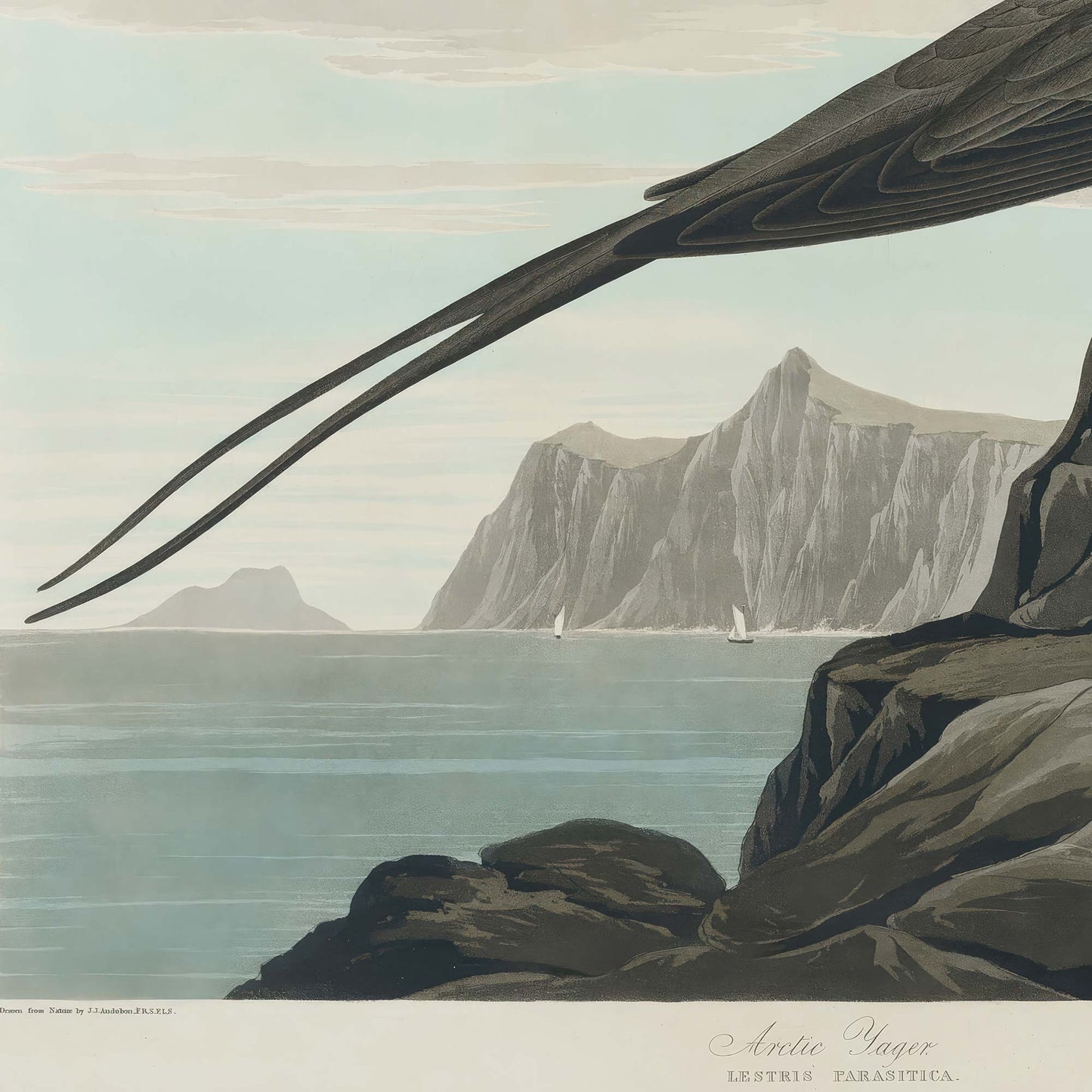 Coastal landscape detail showing distant Arctic mountains, calm blue-grey sea, and dark rocky outcrop beneath the bird's long tail streamers, with the plate inscription reading Arctic Jager.