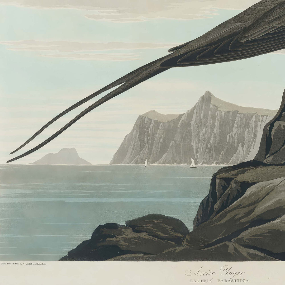 Coastal landscape detail showing distant Arctic mountains, calm blue-grey sea, and dark rocky outcrop beneath the bird's long tail streamers, with the plate inscription reading Arctic Jager.