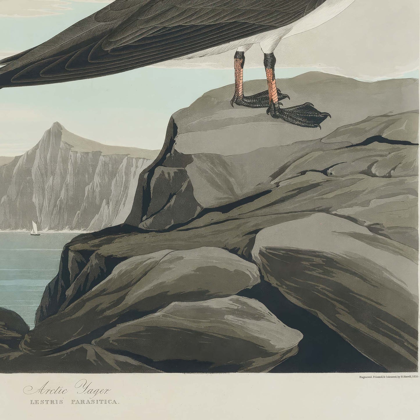 Detail of the jaeger's webbed feet gripping grey coastal rocks, with distant mountain cliffs and calm sea, and the plate inscription reading Arctic Jager, Lestris Parasitica.