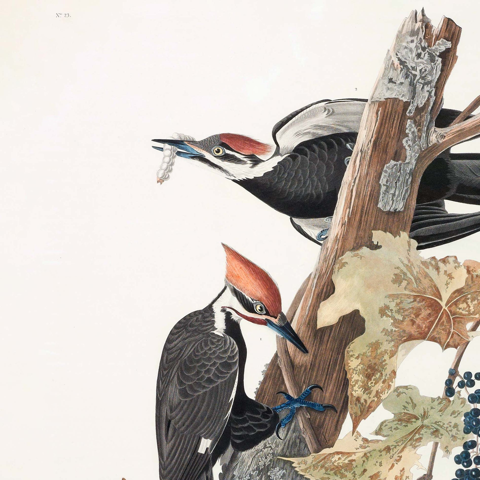 Detail of the adult male pileated woodpecker with vivid red crest holding an insect in its bill, and the adult female clinging below on the lichen-covered dead tree trunk.