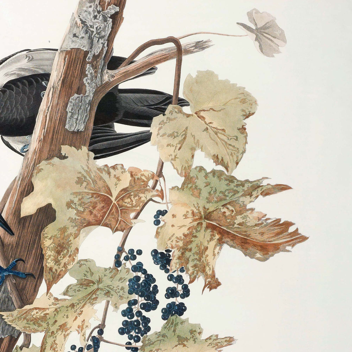 Detail of raccoon grape vine with clusters of dark blue-black berries and autumn-toned leaves in ochre, tan, and brown curling around the dead tree trunk.