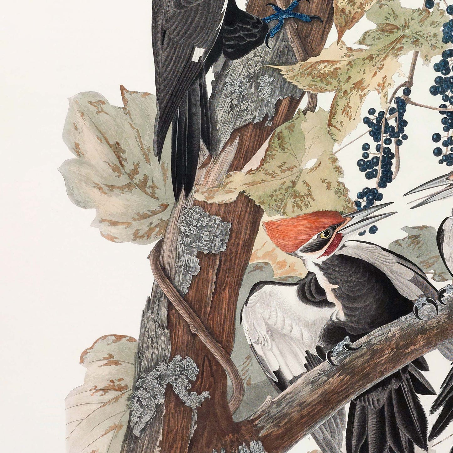 Detail of the lichen-spotted tree trunk with a young male pileated woodpecker emerging at right, black plumage and red crest visible among dried autumn leaves and dark berry clusters.