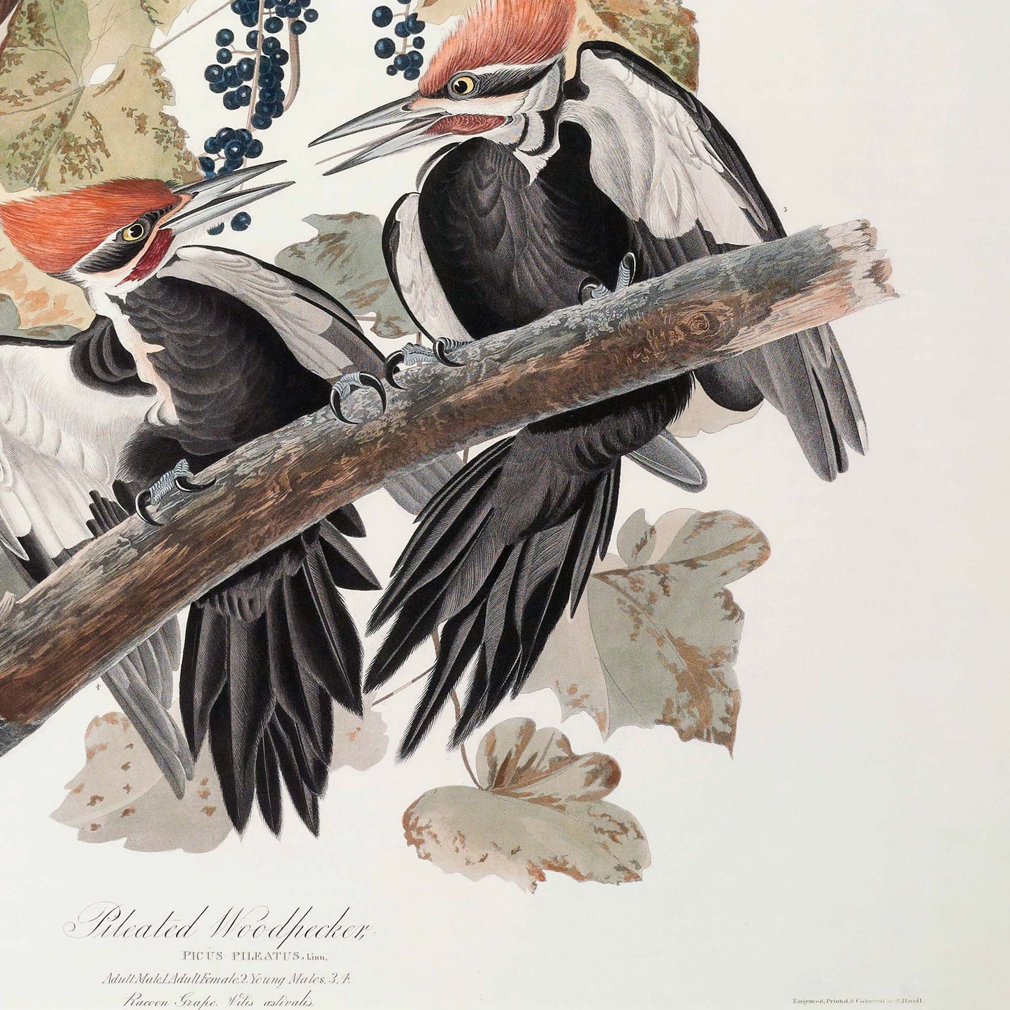 Detail of two young male pileated woodpeckers with red crests perched together on a branch, wings spread in black and white, with dark berries above and faded autumn foliage below.