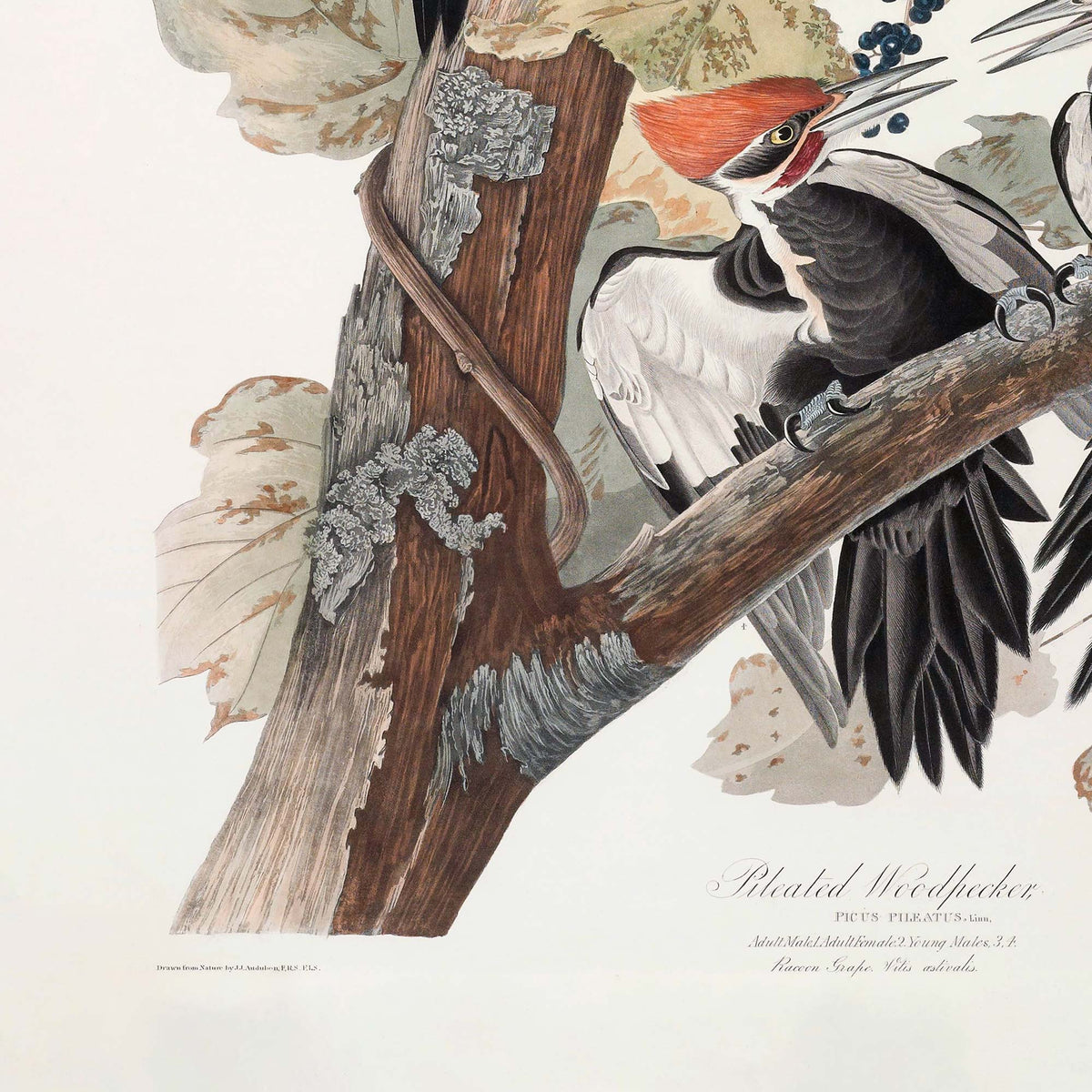 Detail of the textured lichen-covered bark of the dead tree trunk with a young male woodpecker clinging to a branch at right, dried leaves below, and the original plate inscription reading Pileated Woodpecker.