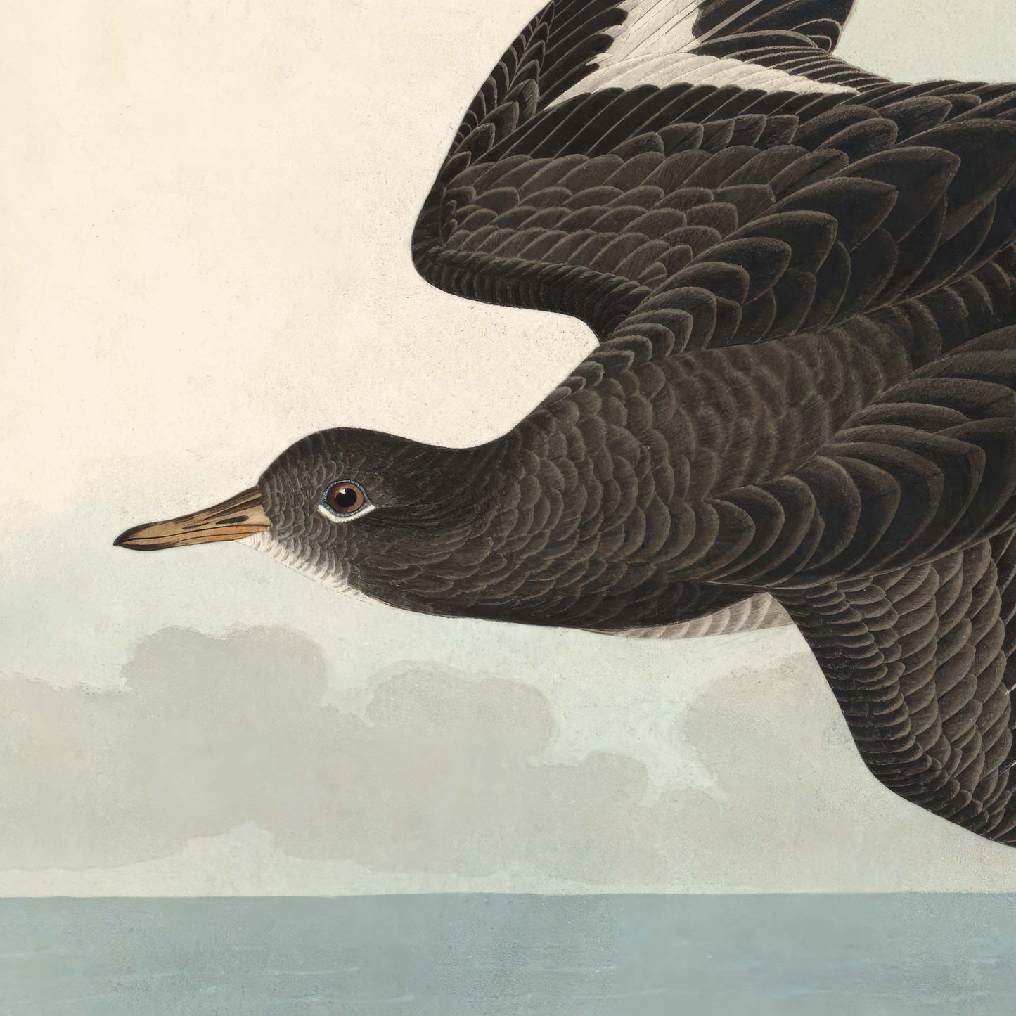 Close-up detail of the pale, silvered Townsend's sandpiper in flight, wings spread to reveal delicate underwing feathering — from Audubon's Birds of America.