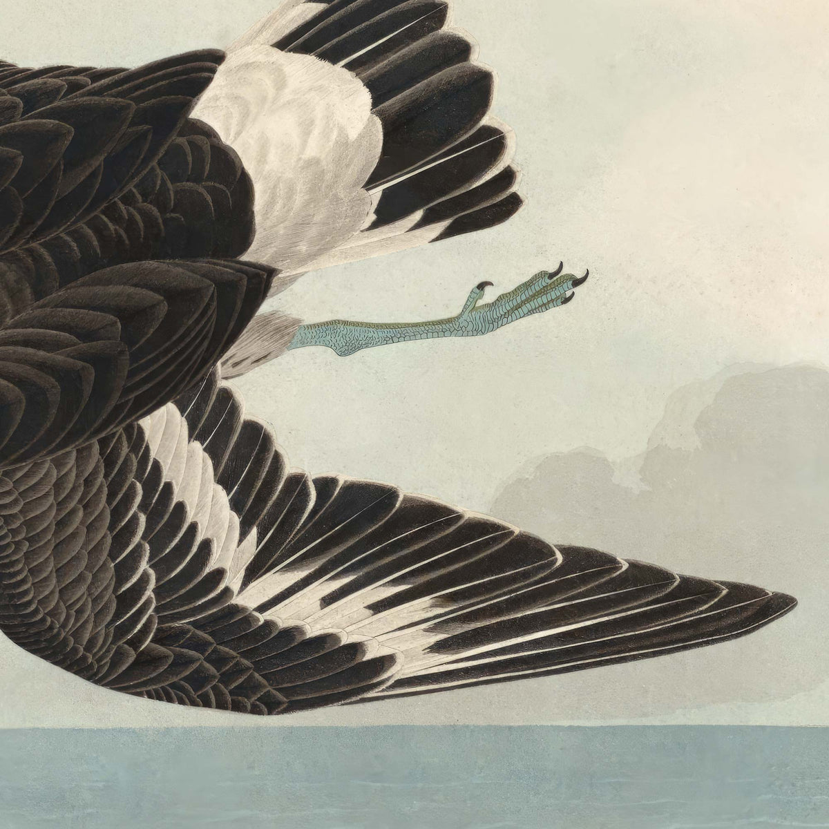 Close-up detail of the dark Townsend's sandpiper skimming over the water, blackish-brown plumage marked with a bright white band across the wing — from Audubon's Birds of America.