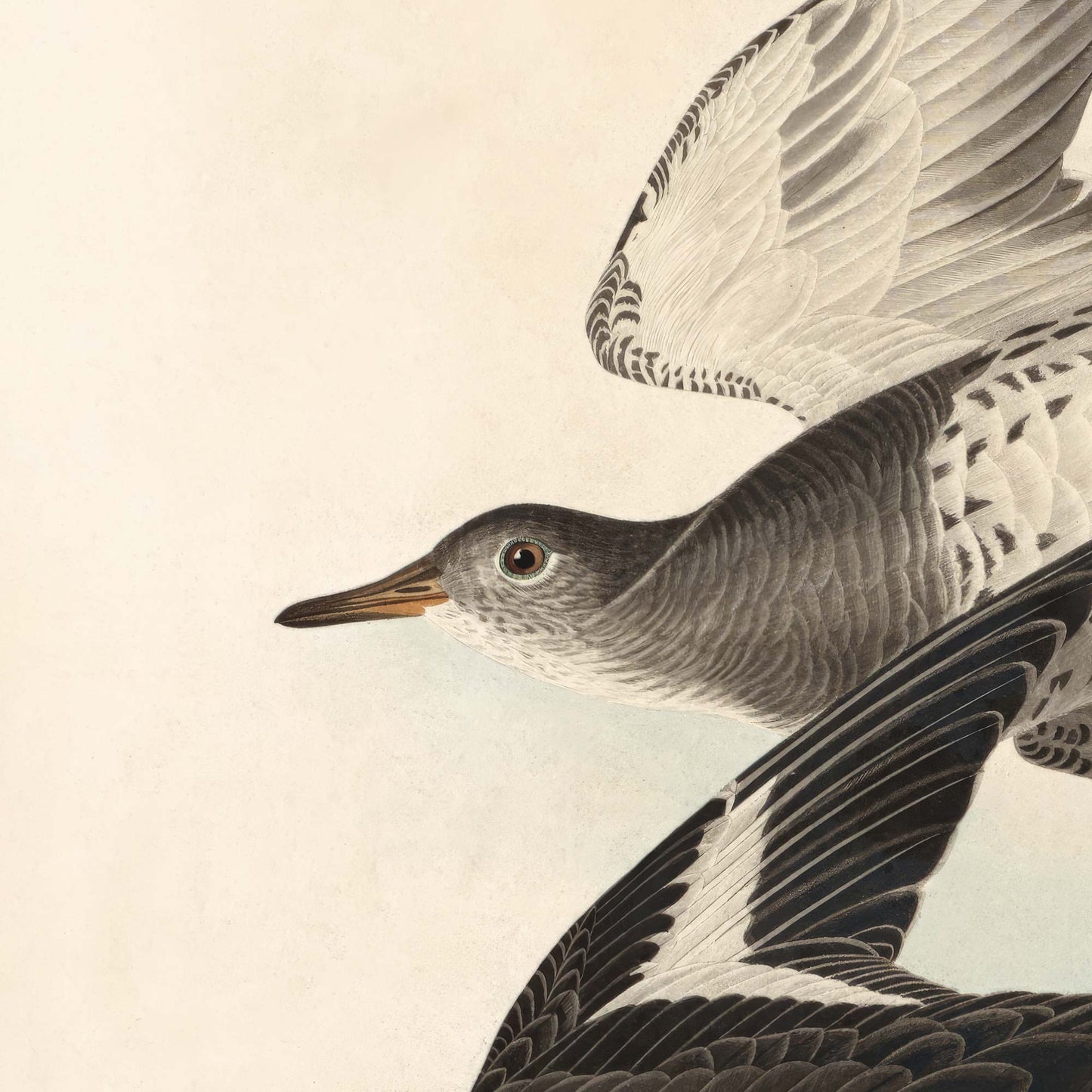 Close-up detail of a Townsend's sandpiper wing showing intricate feather patterning and the aged patina of the original 1838 hand-coloured print.