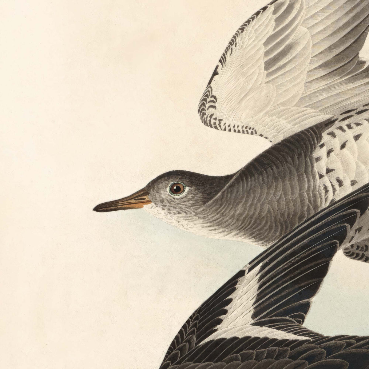 Close-up detail of a Townsend's sandpiper wing showing intricate feather patterning and the aged patina of the original 1838 hand-coloured print.