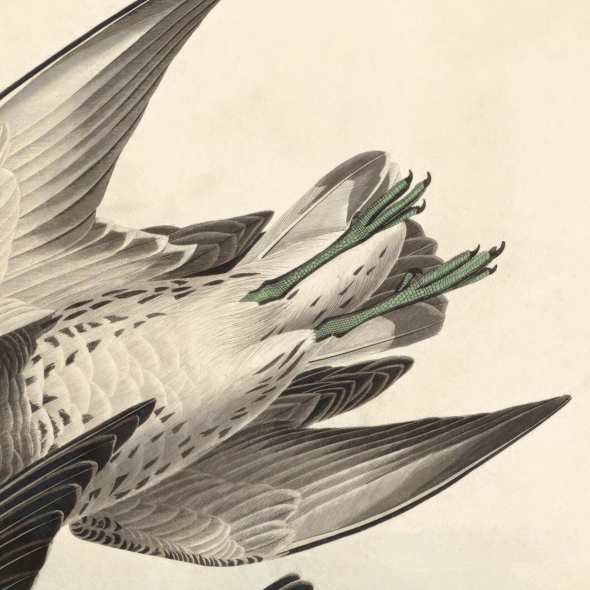 Close-up detail of the two Townsend's sandpipers passing in flight against a muted coastal sky — from Audubon's Birds of America.