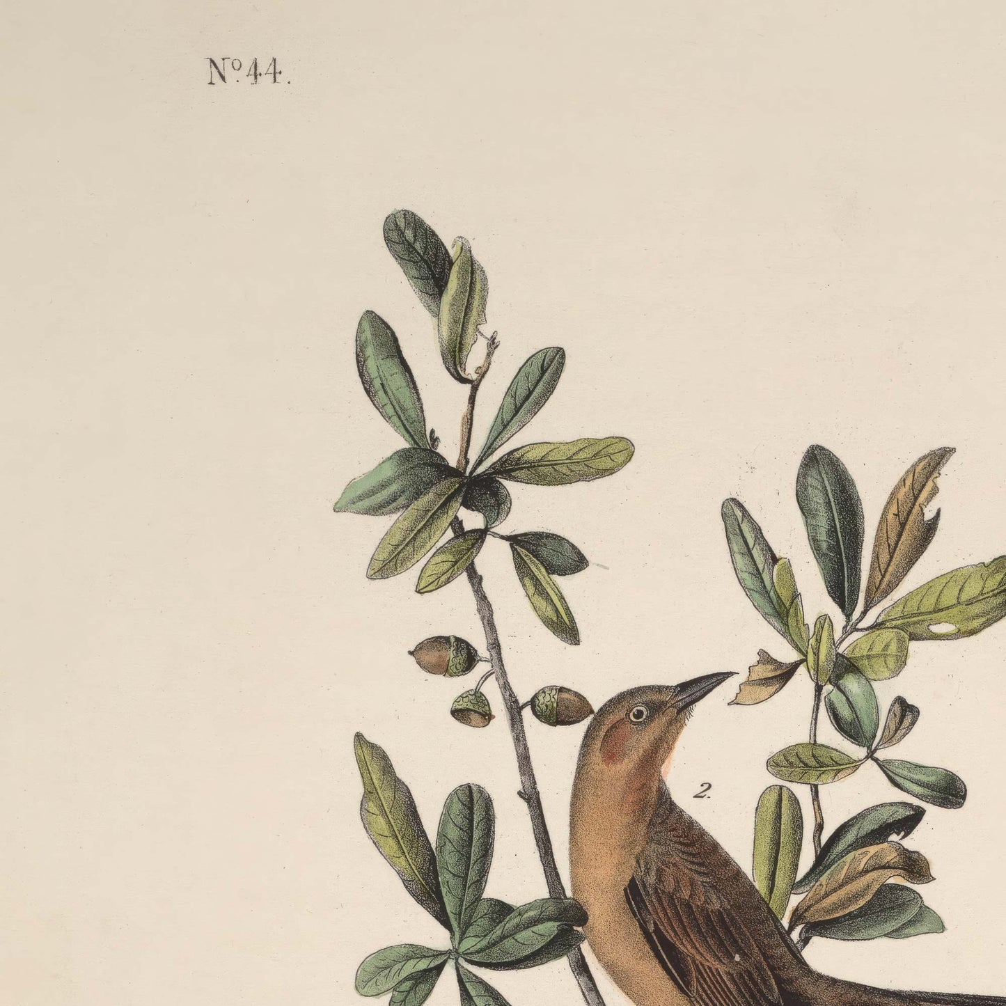 Detail of the upper composition showing live oak branches with glossy dark green leaves and small acorns, the brown female grackle partially visible at right.