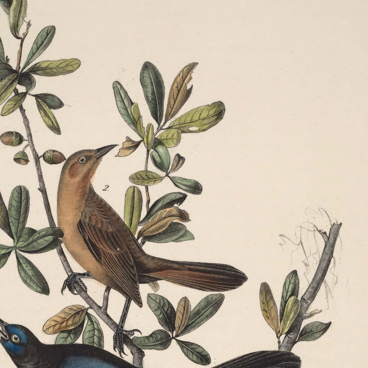 Detail of the brown female boat-tailed grackle perched on a live oak branch amid dark green leaves, with the iridescent blue-black head of the male visible at lower left.