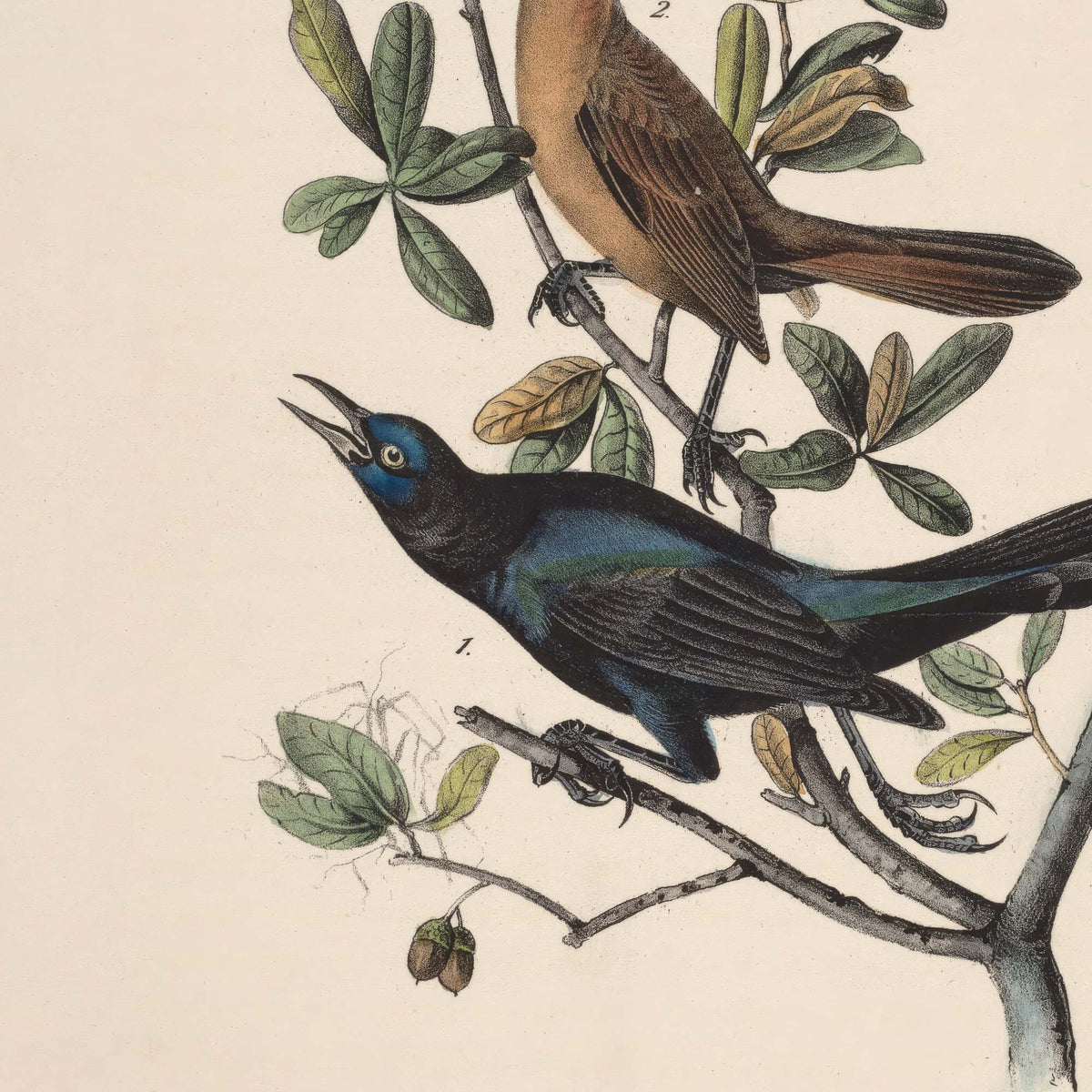 Detail of the iridescent blue-black male boat-tailed grackle with bright yellow eye and long keel-shaped tail, perched below the brown female on the live oak branch.