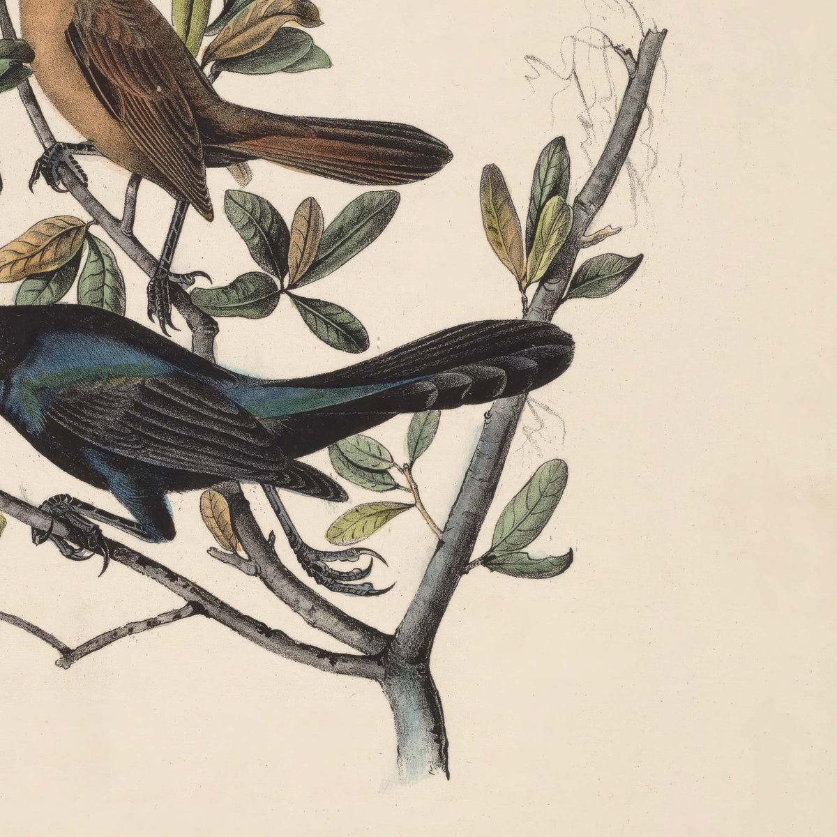 Detail of the male grackle's iridescent blue-black wing and tail feathers alongside the brown female's breast, with live oak leaves and branches.