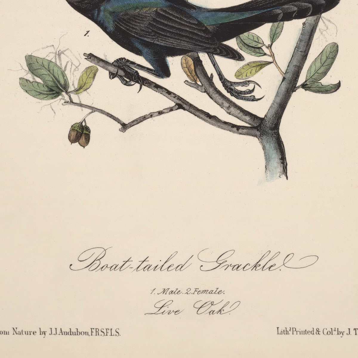 Detail of the male grackle's dark tail and feet gripping the live oak branch, with the plate inscription reading Boat-tailed Grackle, Live Oak.