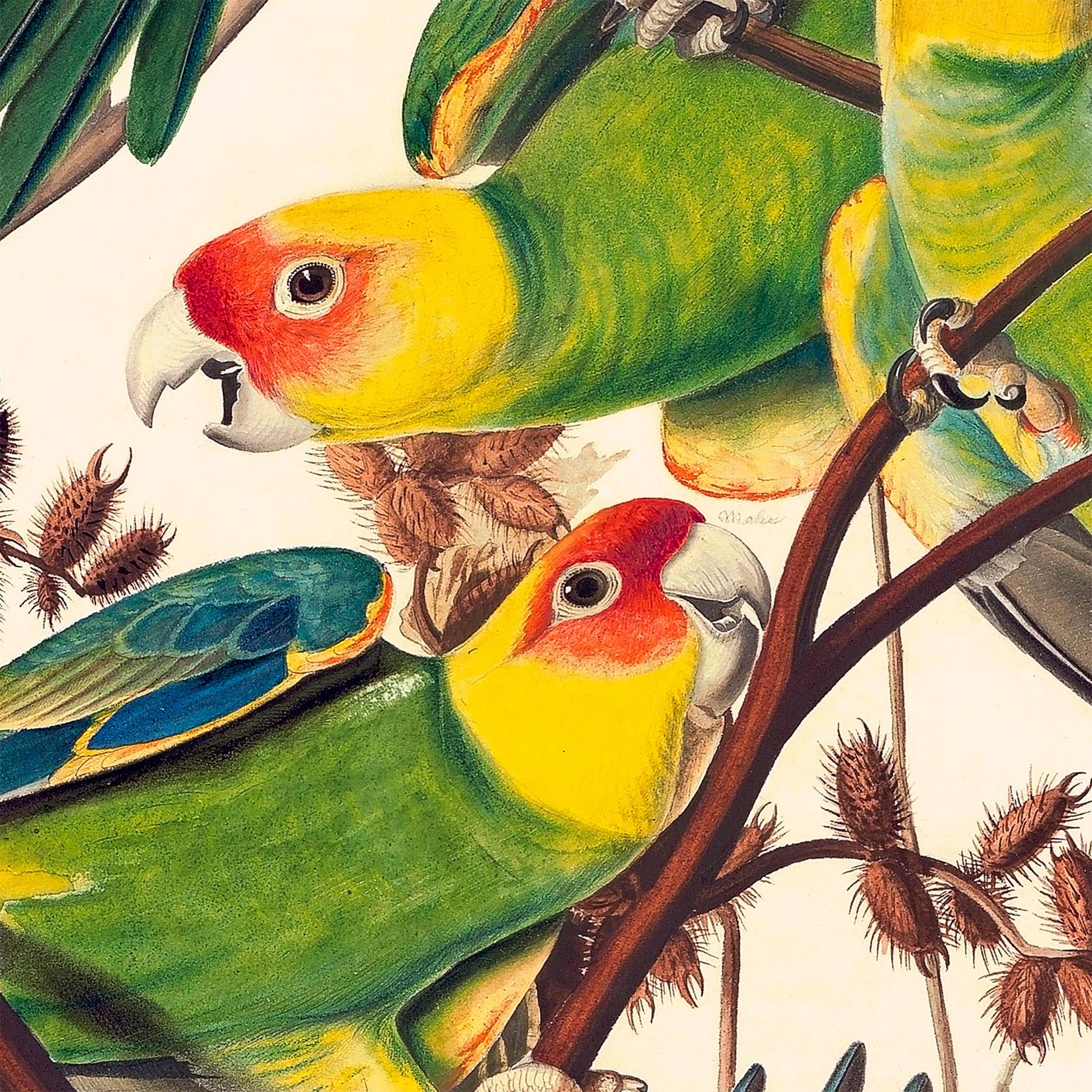 Close-up of two Carolina Parakeets with green, yellow, and orange plumage on a branch — painting detail from Audubon's Birds of America Plate 26.