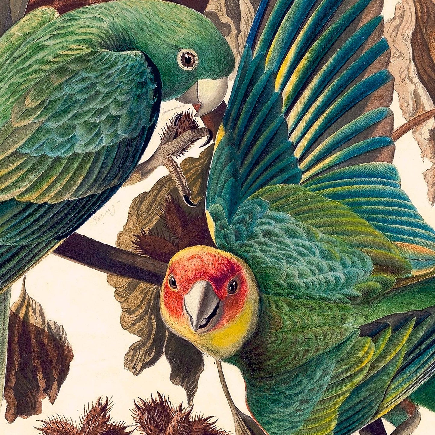 Single Carolina Parakeet with spread wings showing blue and green feathers — painting detail from Audubon's Birds of America Plate 26.