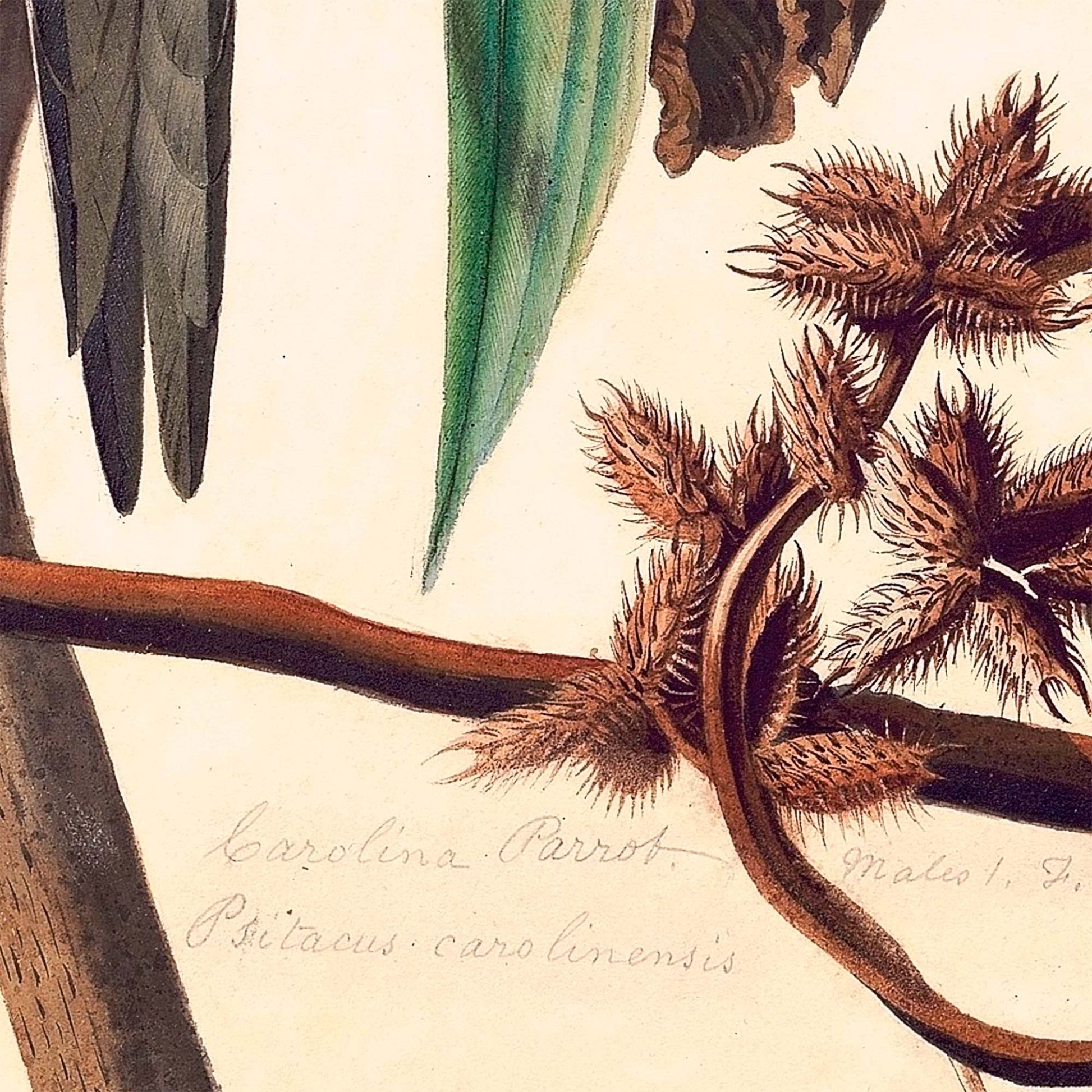 Cocklebur seed pods and Audubon's original cursive inscription — painting detail from Audubon's Birds of America Plate 26.