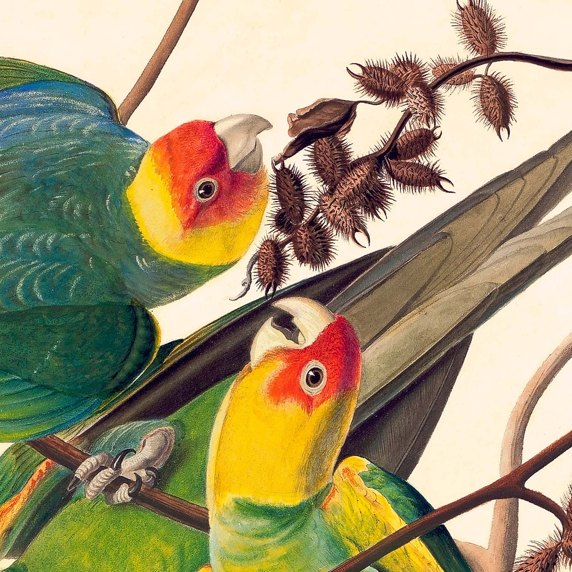 Carolina Parakeets feeding on spiky cocklebur branches — painting detail from Audubon's Birds of America Plate 26.