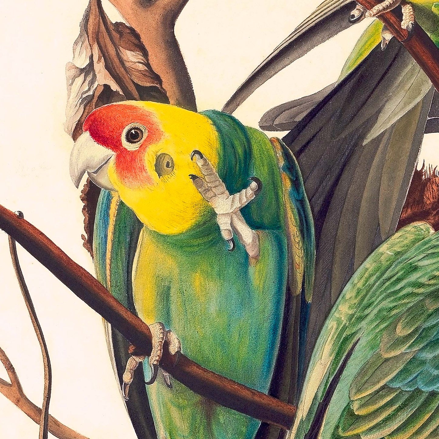 Single Carolina Parakeet gripping a bare branch with intricate green, yellow, and red plumage — painting detail from Audubon's Birds of America Plate 26.