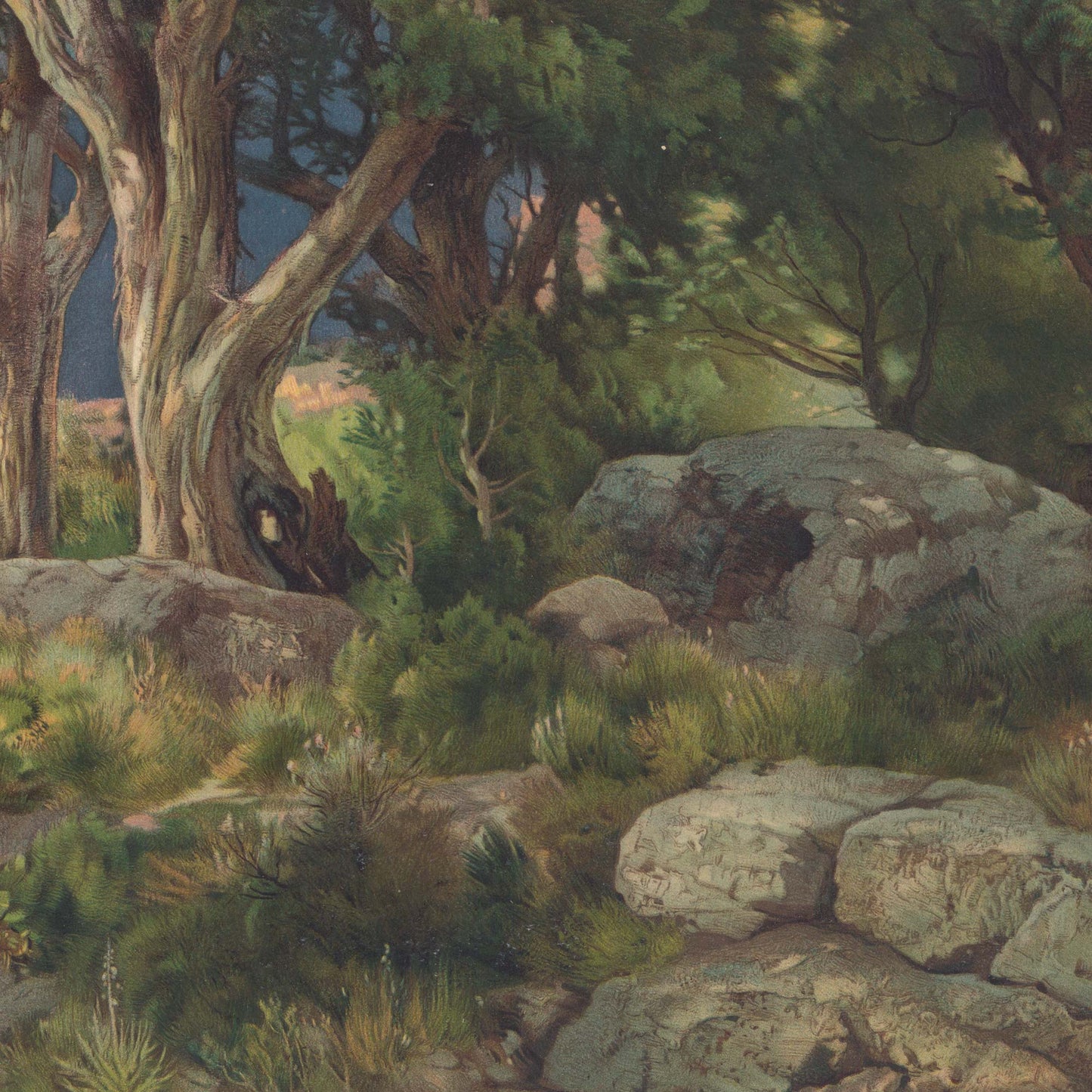 Intricate close-up detail of the Arizona desert terrain, featuring weathered boulders, earthy green ground cover, and the thick, textured wooden trunks of historic landscape trees.