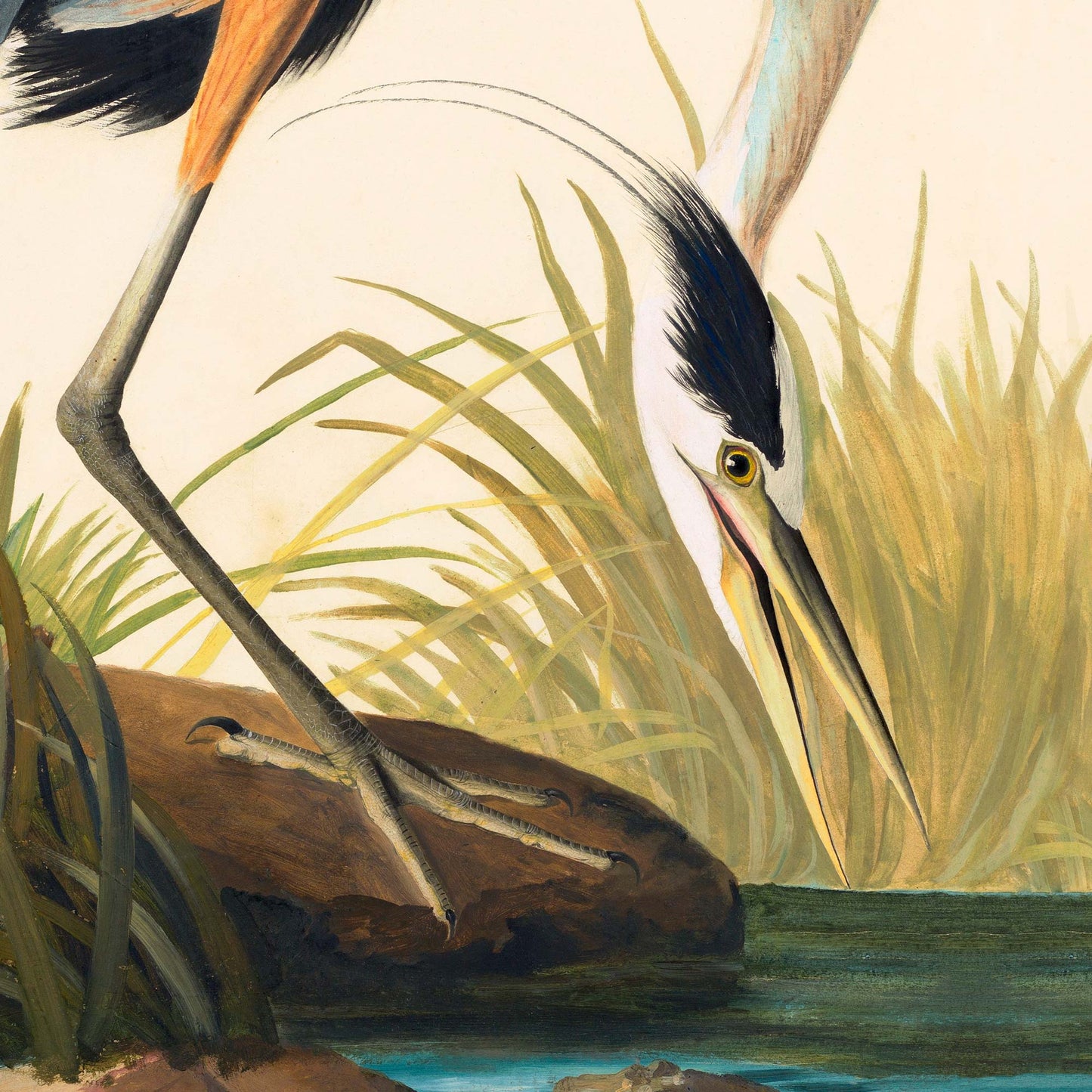 Detail of the great blue heron's head with black crown, sharp yellow eye, and long dagger-like bill, poised low over marsh grasses beside its slender grey legs — from Audubon's antique Great Blue Heron plate.
