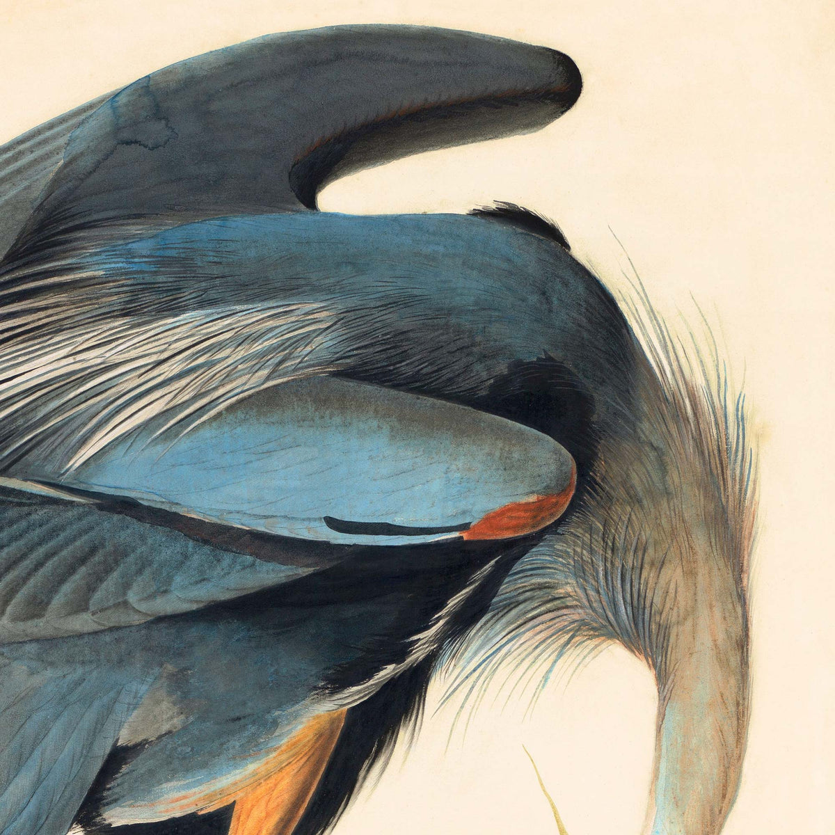 Detail of the great blue heron's slate-blue wing curling gracefully over its back, with a bright orange accent and soft plume feathers trailing beside it — from Audubon's antique Great Blue Heron plate.