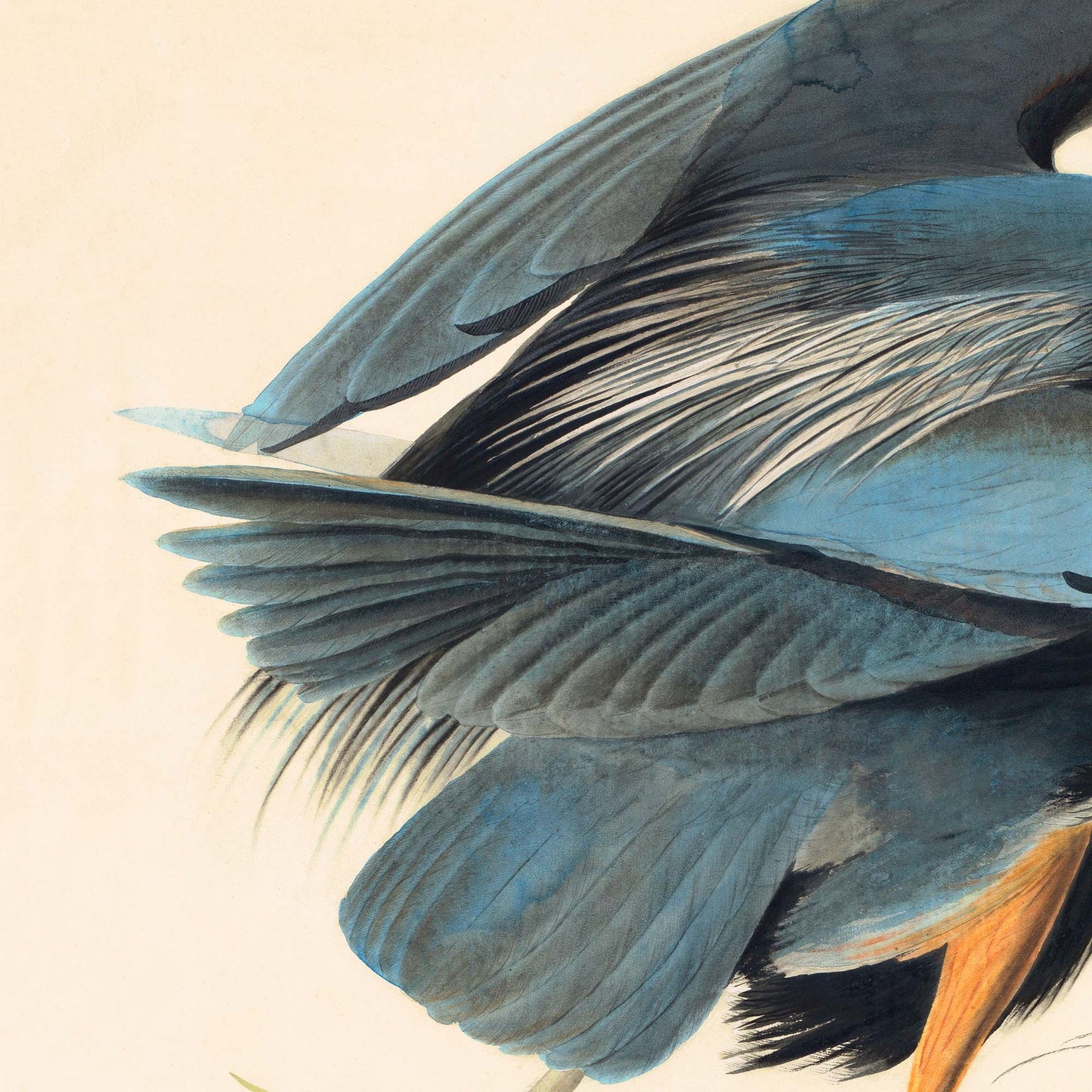 Detail of the great blue heron's layered wing feathers in shifting slate and steel-blue tones, with fine quills and vanes — from Audubon's antique Great Blue Heron plate.