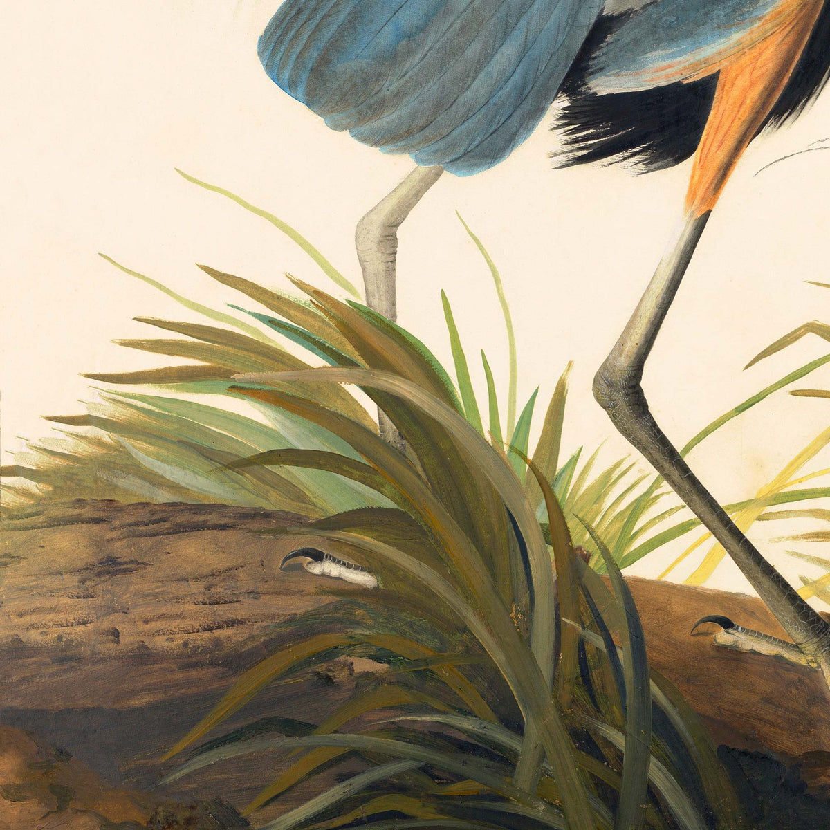 Detail of the great blue heron's long grey legs stepping through wetland grasses beneath the slate-blue underside of its body — from Audubon's antique Great Blue Heron plate.