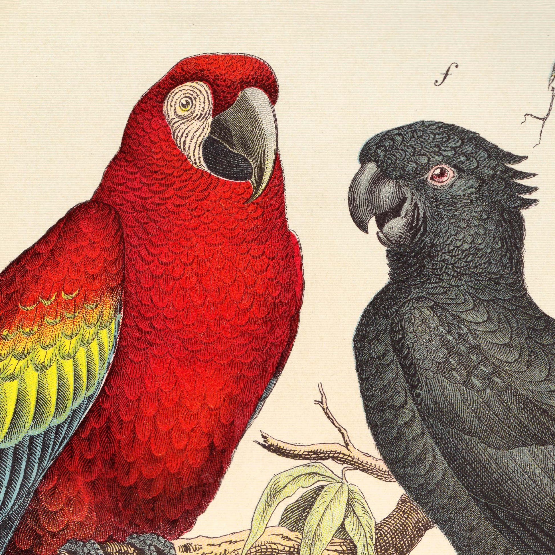 Red macaw and dark parrot perched on a branch — illustration detail from the 19th-century German natural history plate.