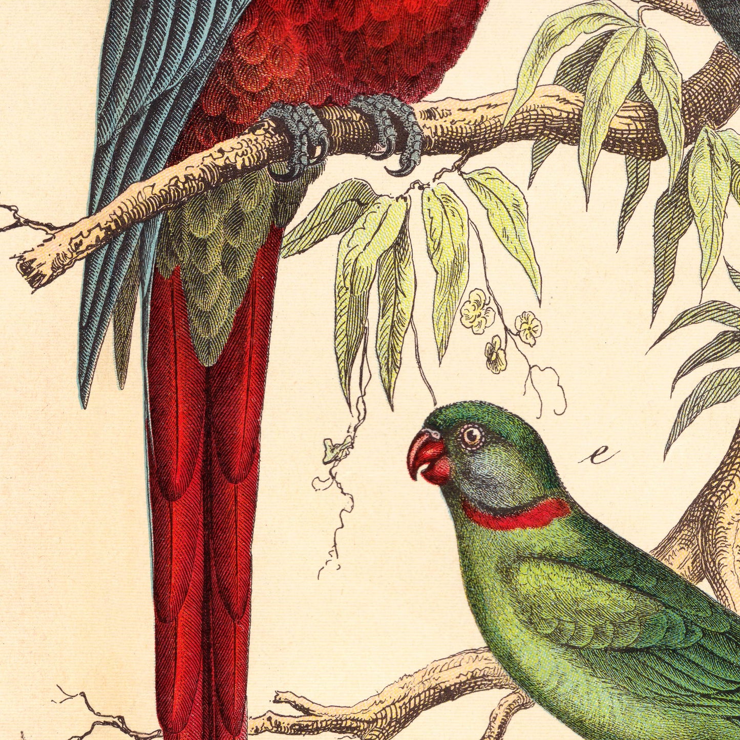 Elongated red macaw tail feathers beside a green parakeet — illustration detail from the 19th-century German natural history plate.