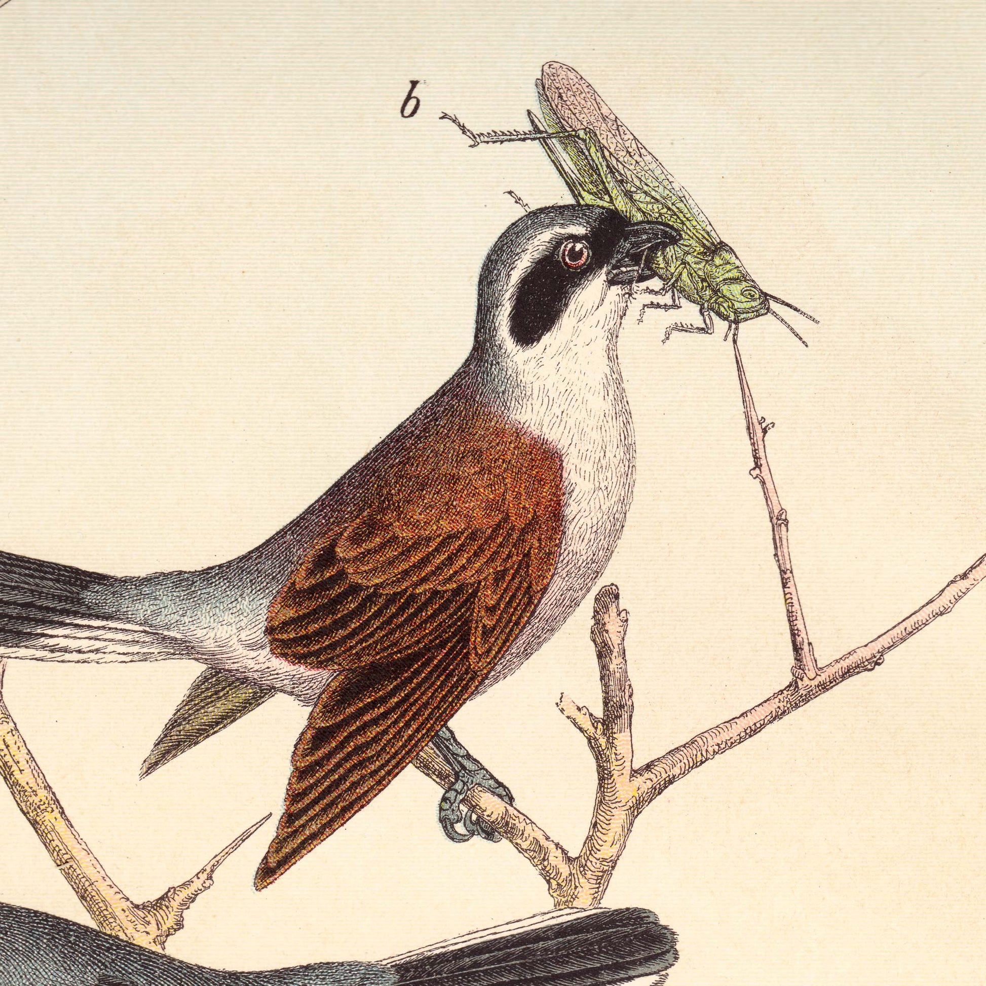 Brown and white bird catching a grasshopper — illustration detail from the 19th-century German natural history plate.