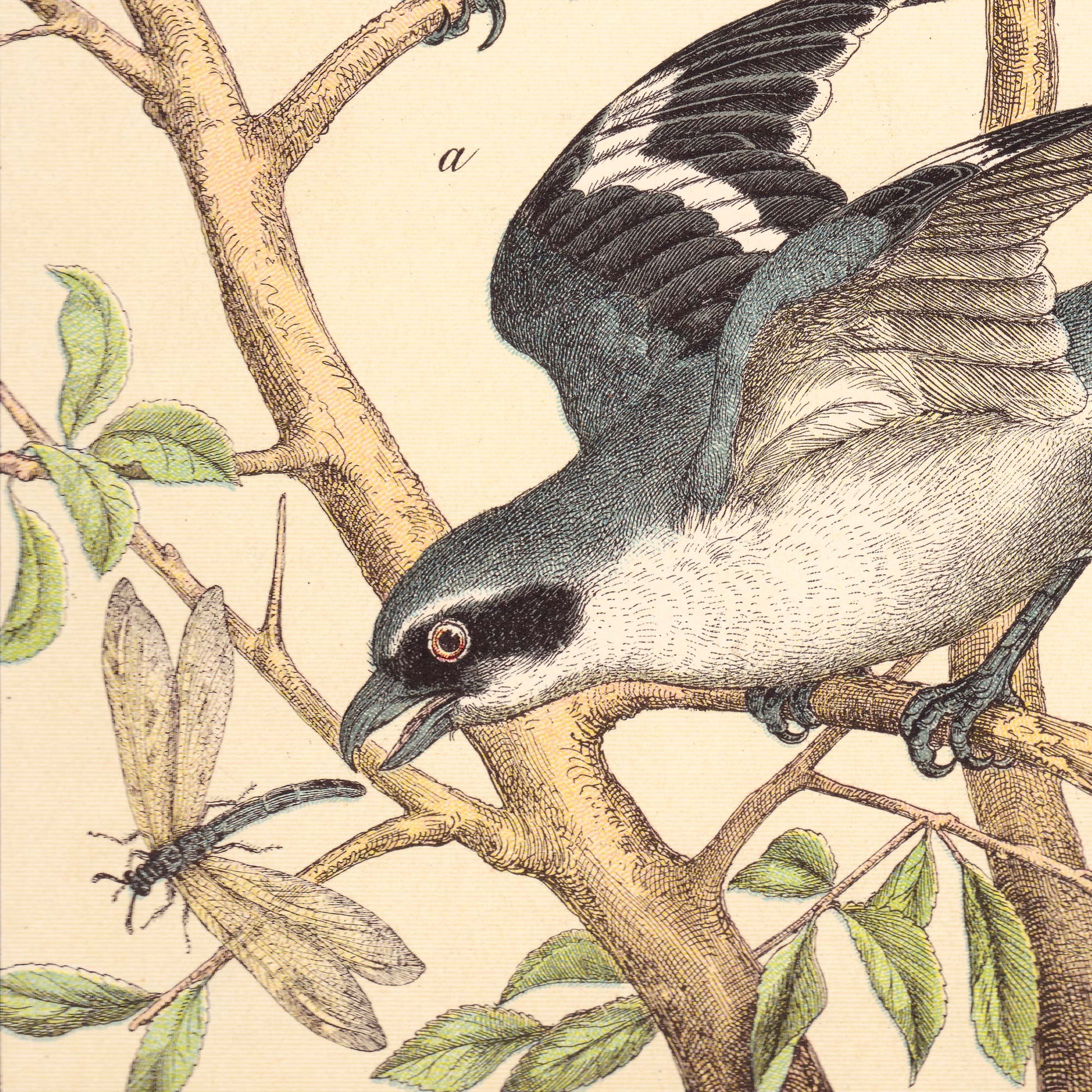 Grey and white bird in motion pursuing a dragonfly — illustration detail from the 19th-century German natural history plate.