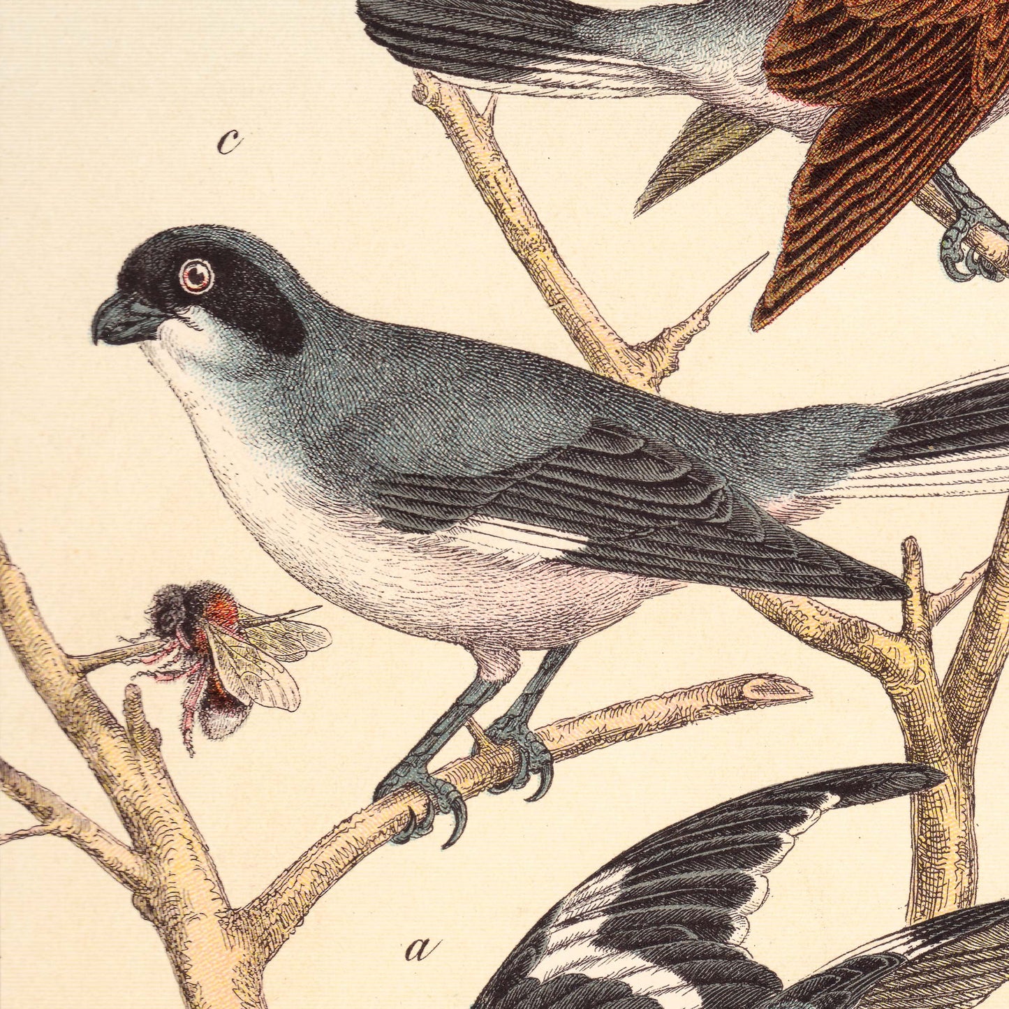 Small grey bird beside a rendered bee on a warm parchment ground — illustration detail from the 19th-century German natural history plate.