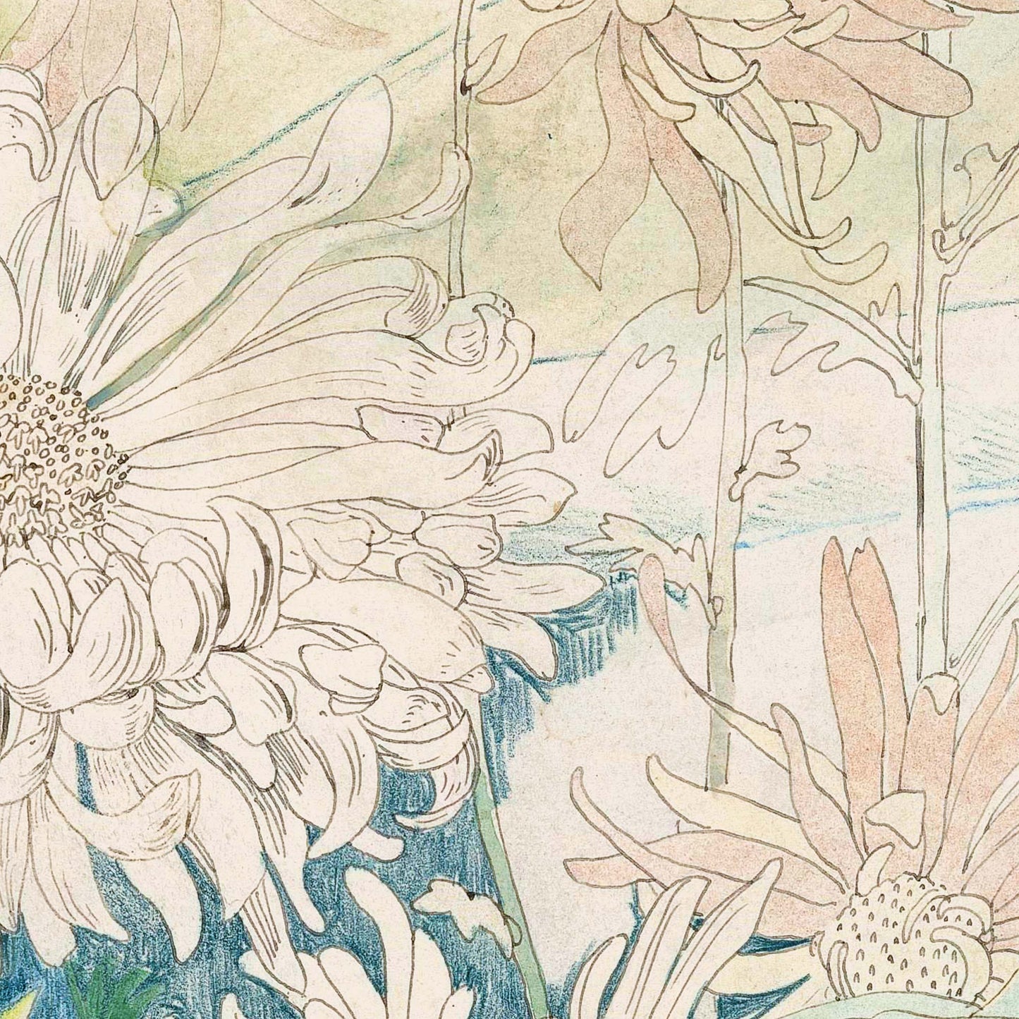 White chrysanthemum with blush blooms on a soft green-blue ground — sketch detail from Theo van Hoytema's Chrysanthemums and Some Other Autumn Flowers.