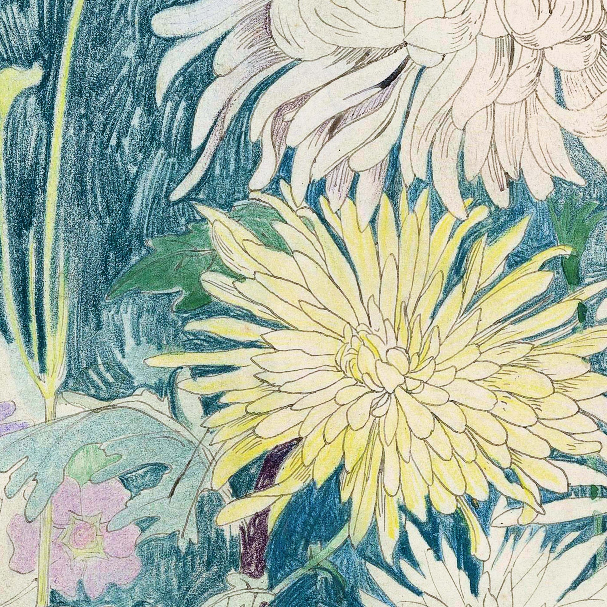 Yellow chrysanthemum surrounded by white blooms and deep green foliage — sketch detail from Theo van Hoytema's Chrysanthemums and Some Other Autumn Flowers.
