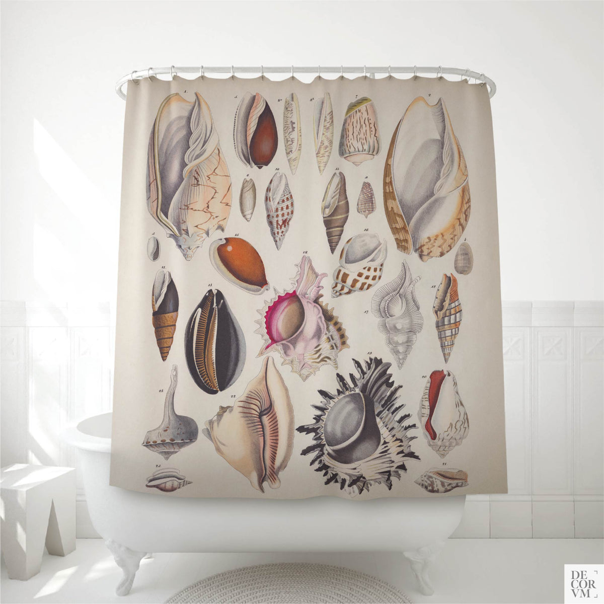 Seashell chart shower curtain hanging over a white clawfoot bathtub in a bright coastal bathroom — a vintage 19th-century conchology plate of twenty-four ocean shells on aged cream paper, by Decorvm.